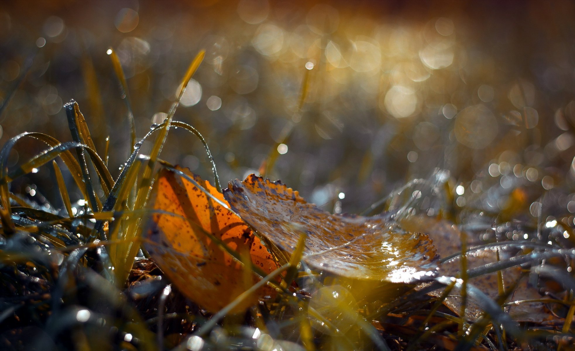 foglie natura autunno