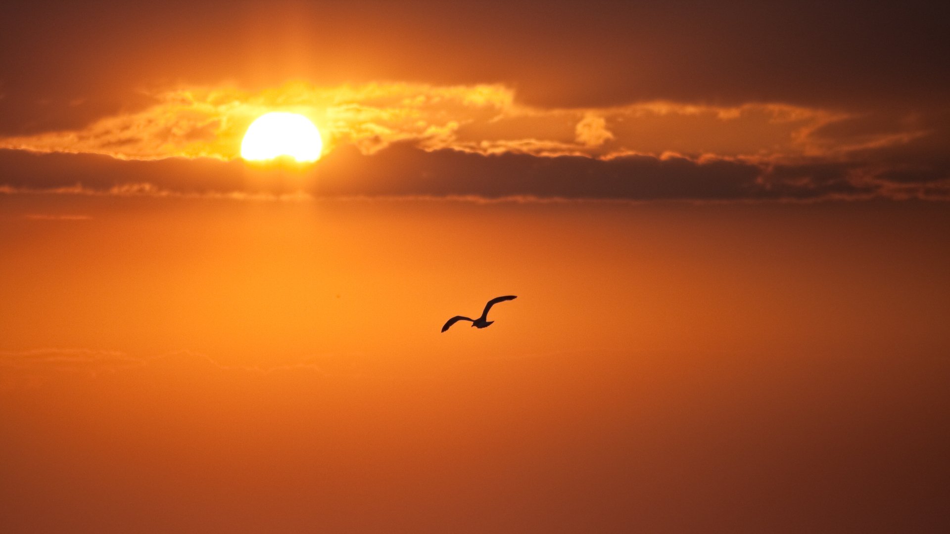 sol cielo nubes pájaro vuelo