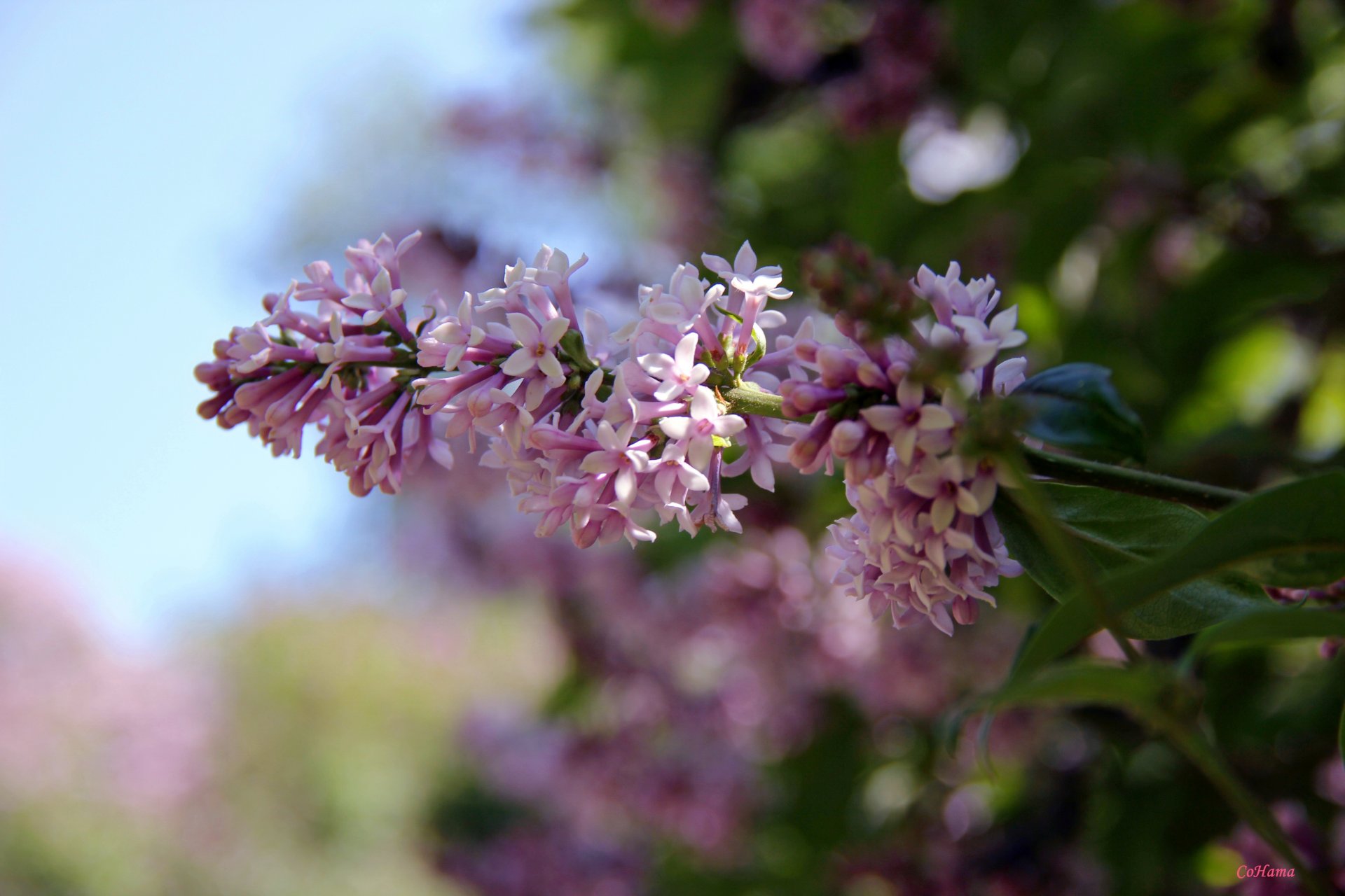 nature lilas fleurs