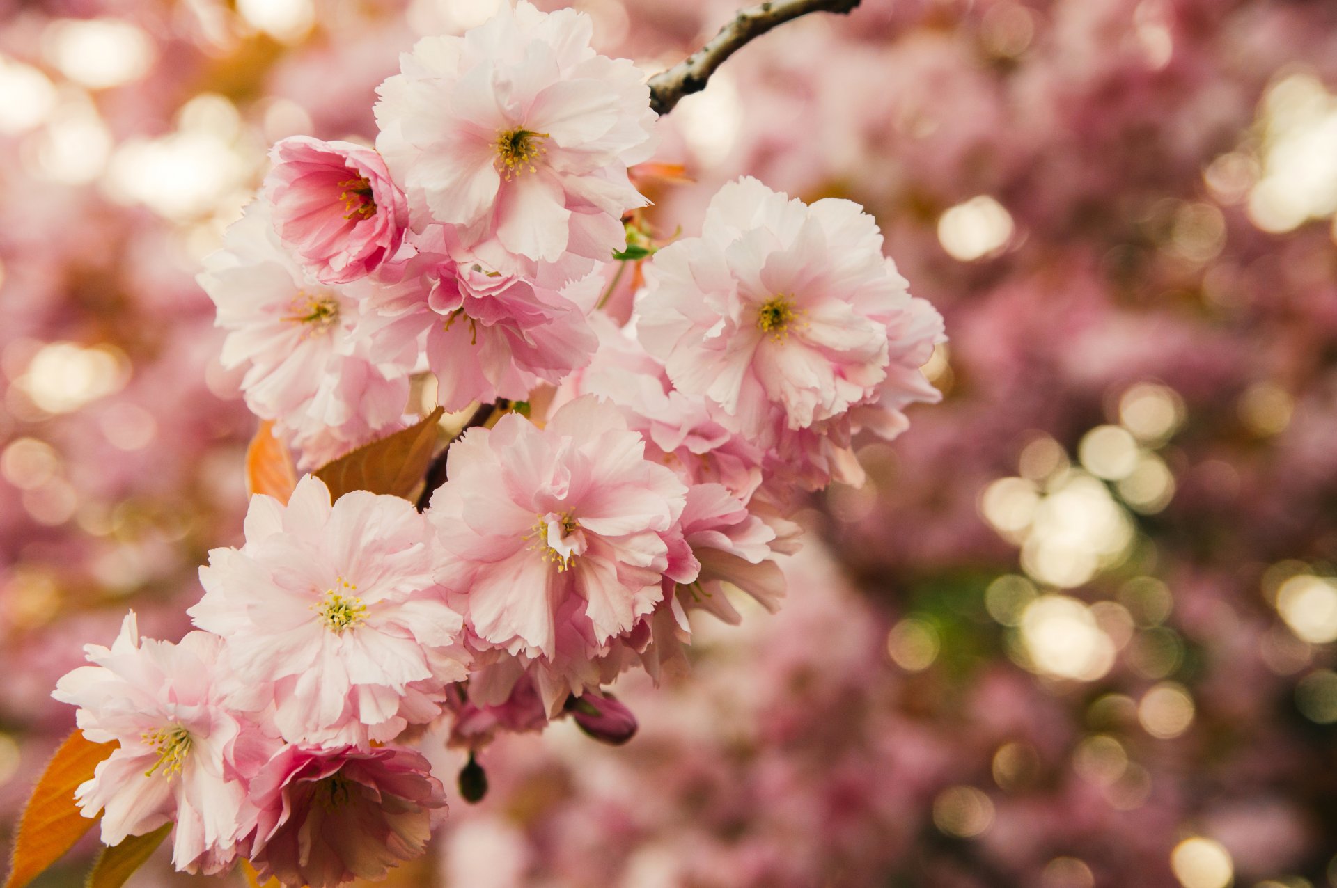 sakura zweig blüte blumen rosa blätter makro bokeh frühling natur