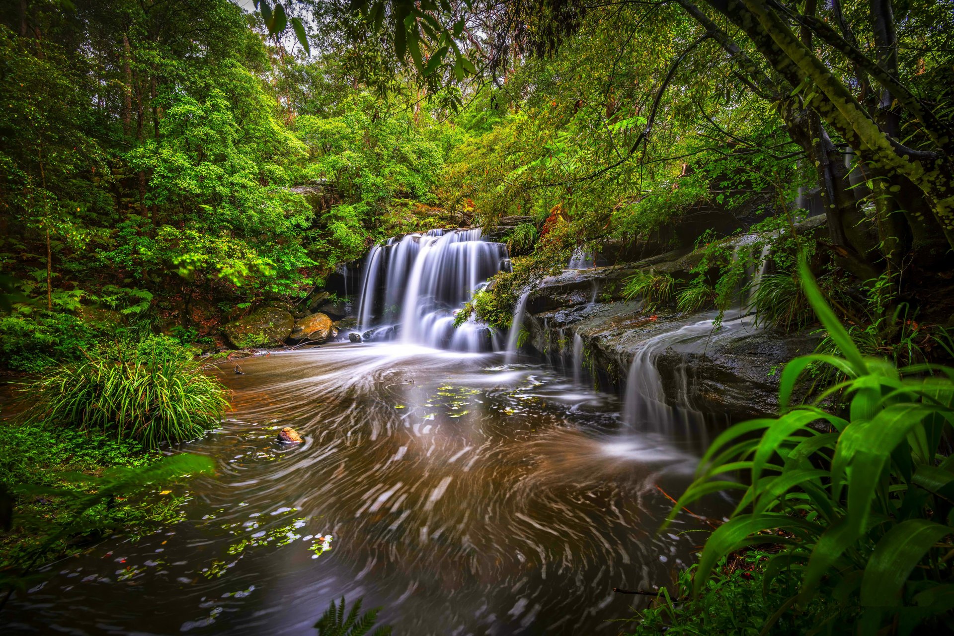 forêt arbres fourrés rivière ruisseau cascade pierres