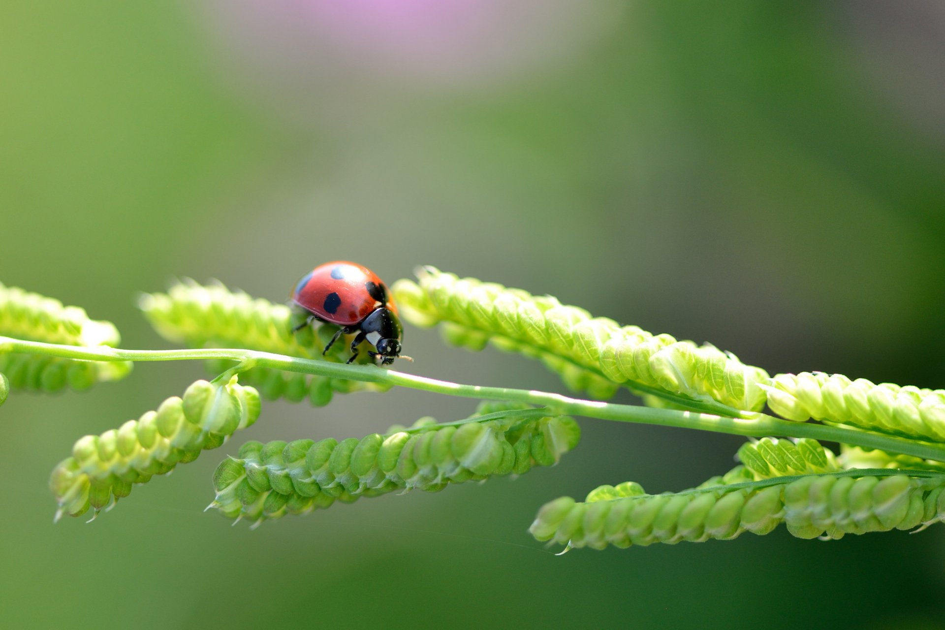 ladybug blade close up