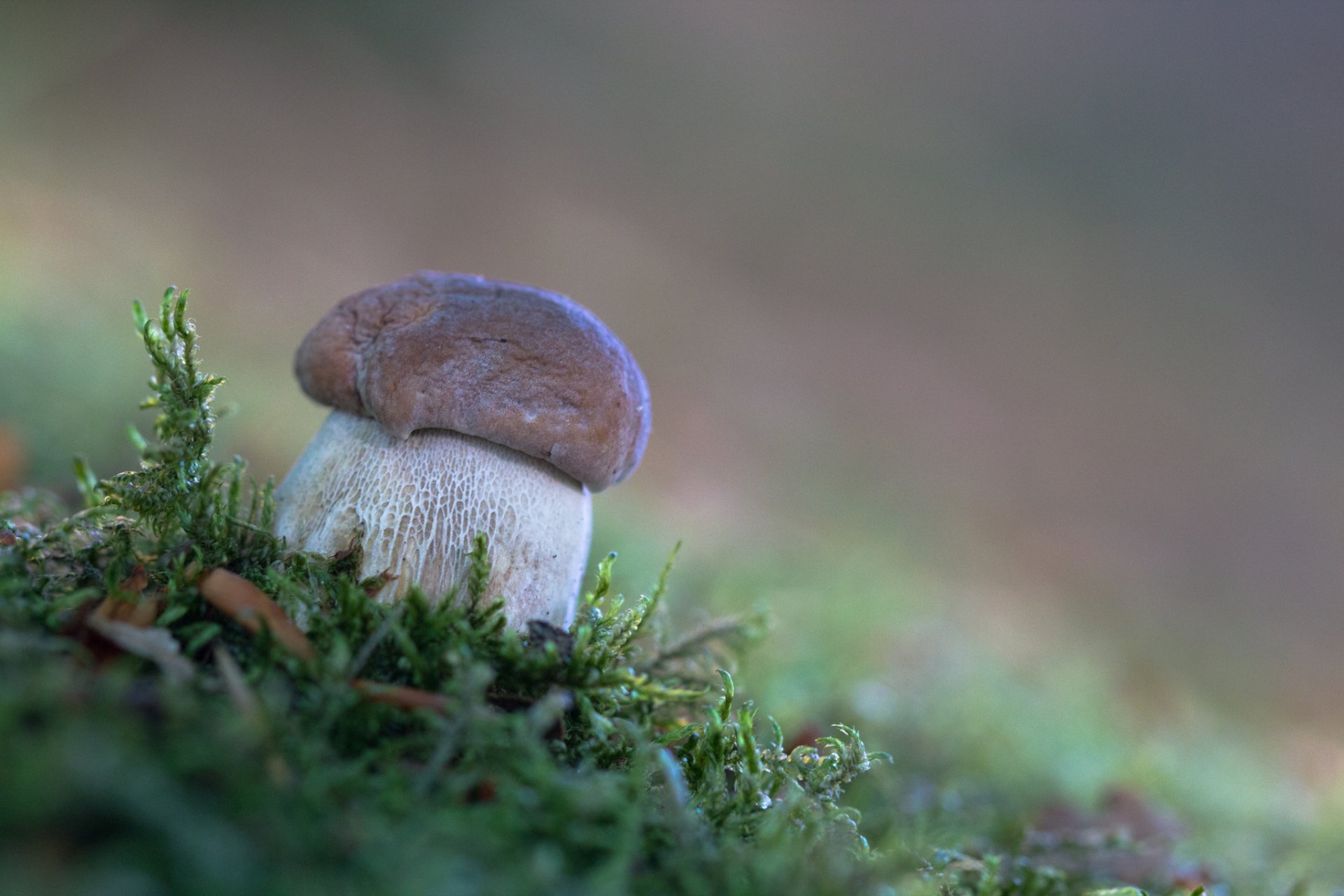 boletus edulis forest moss autumn nature