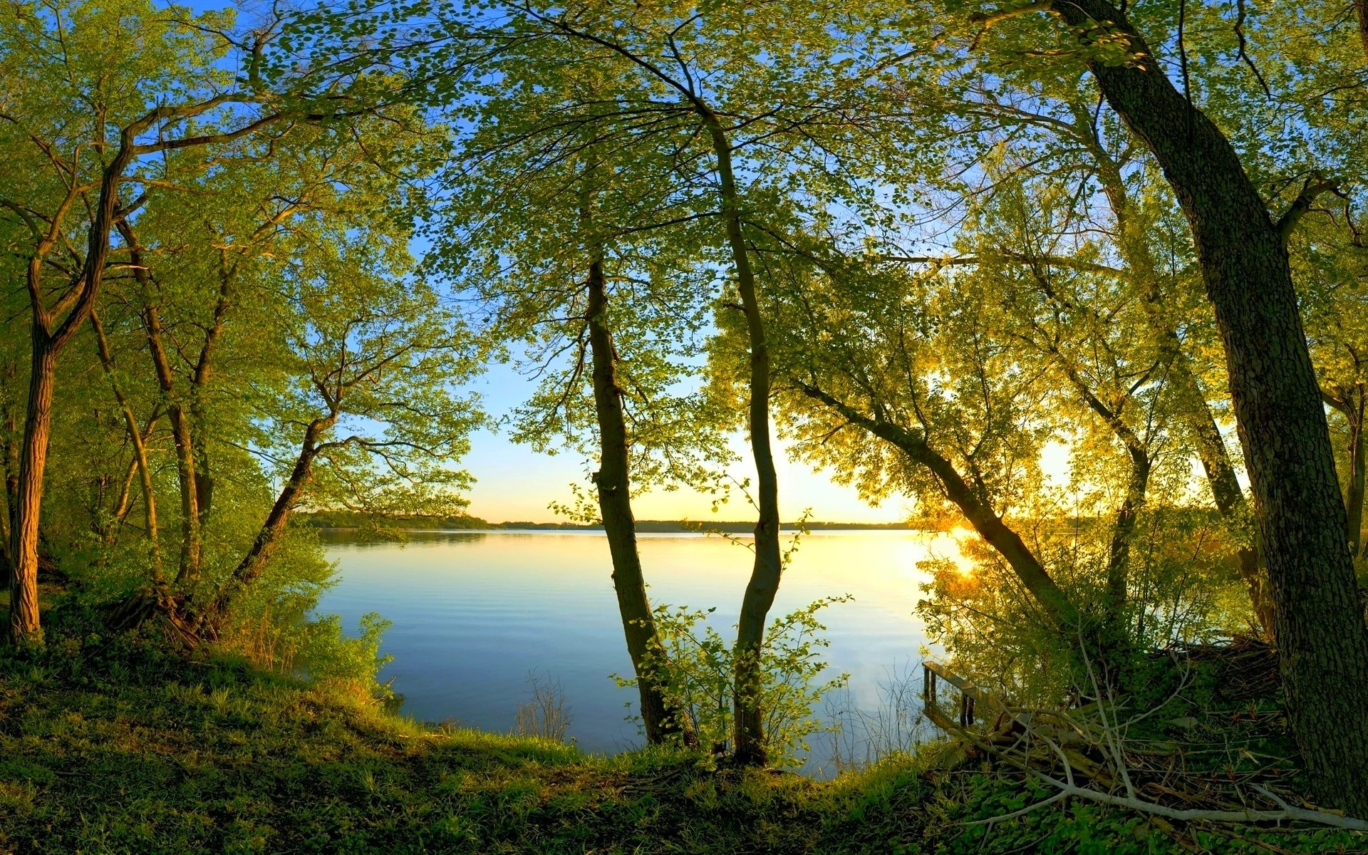 bäume zweige laub wasser sonne licht