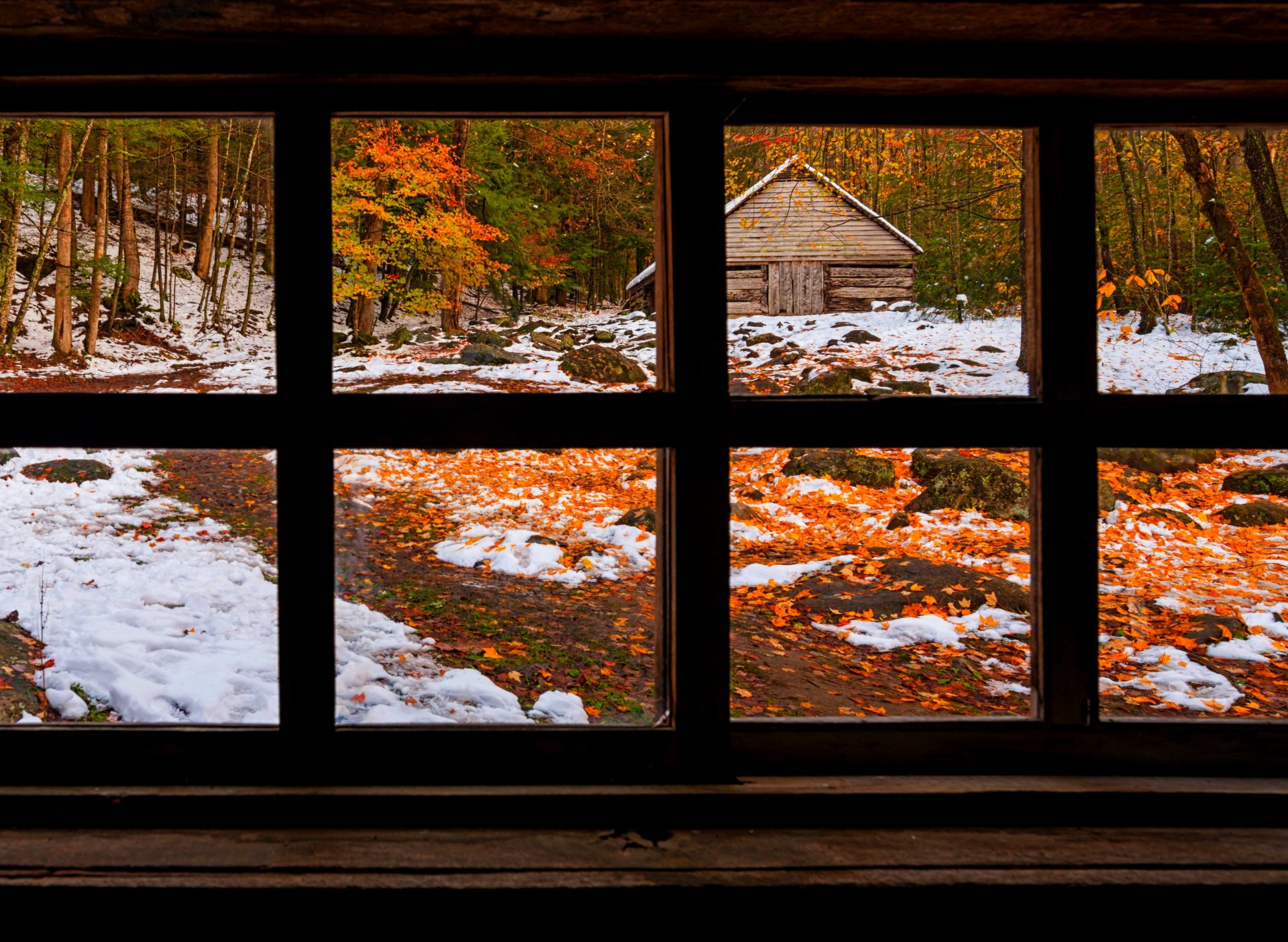 natura foresta finestra inverno neve parco alberi foglie colorato strada autunno caduta colori passeggiata erba casa inverno