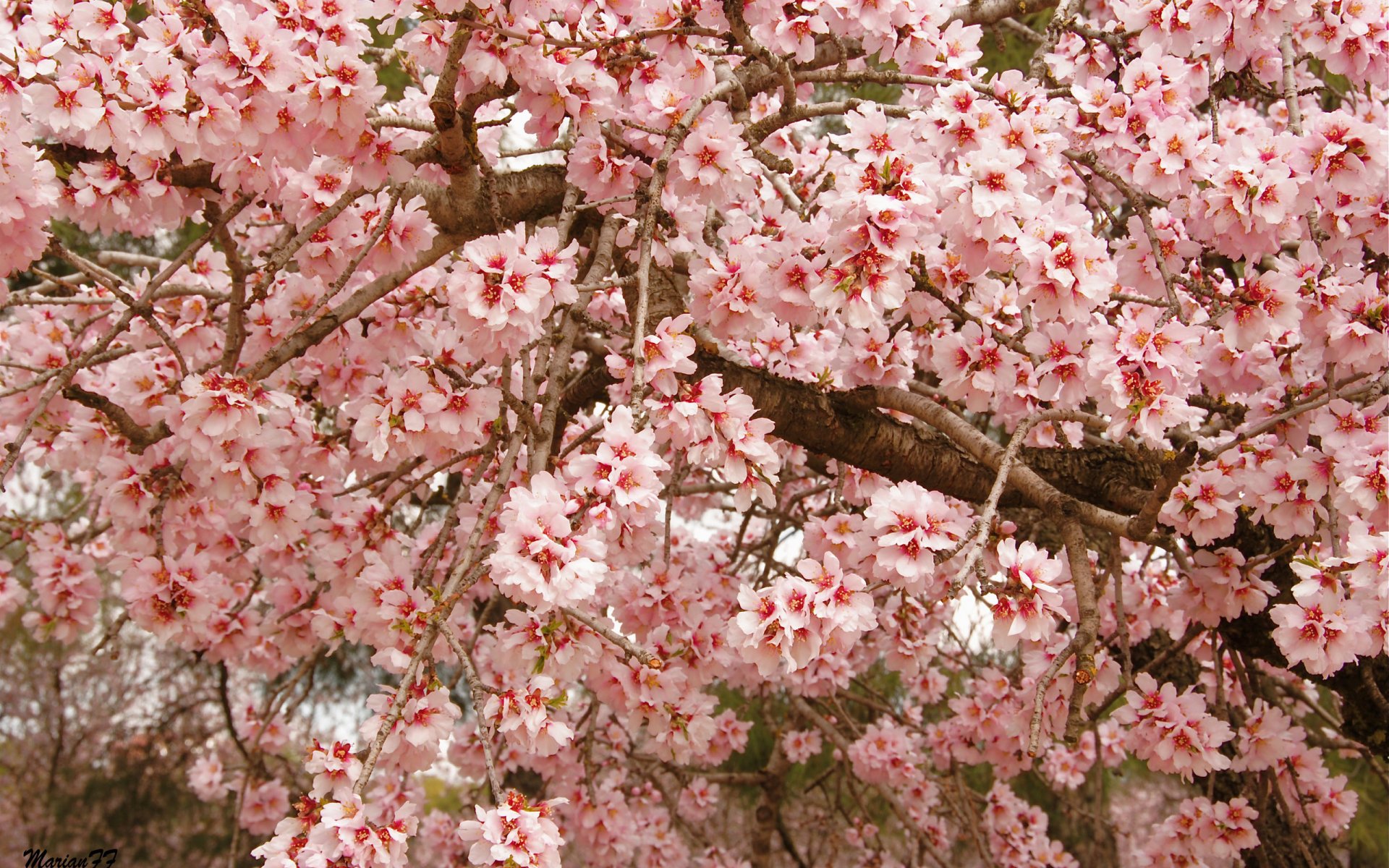 tree bloom leaves branche