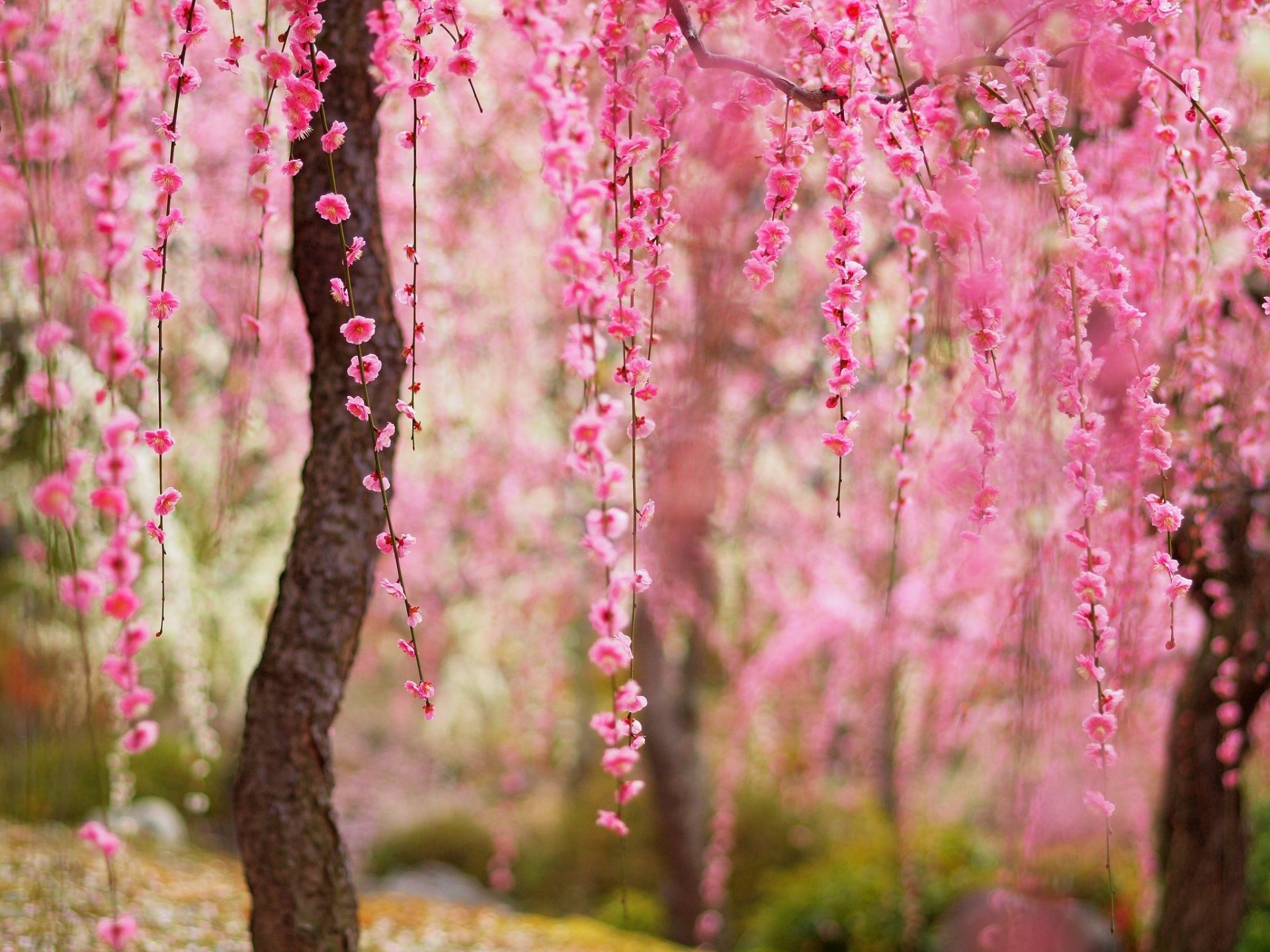 natura erba fiori primavera parco alberi strada passeggiata primavera