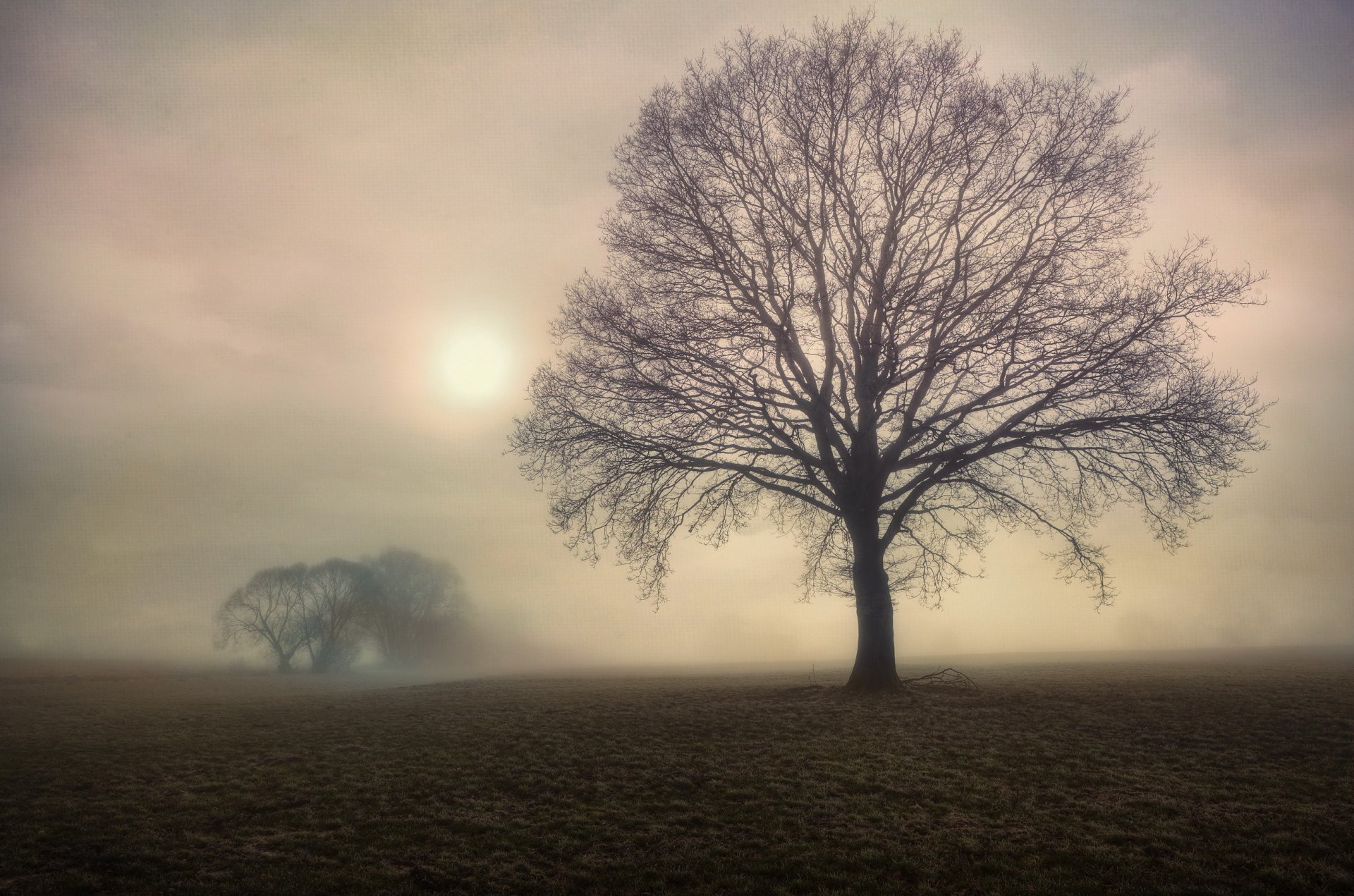 champ arbres arbre matin brouillard