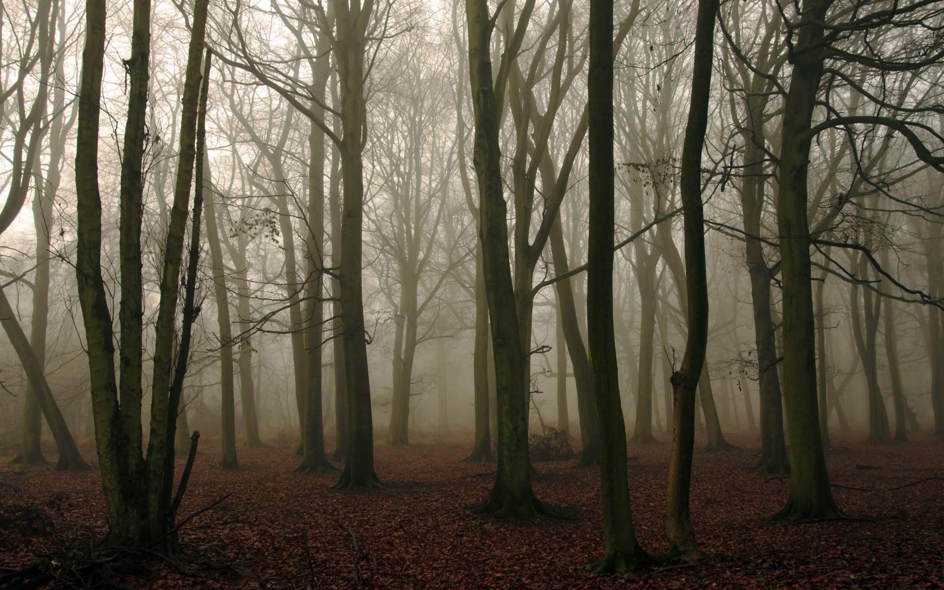 foresta nebbia natura