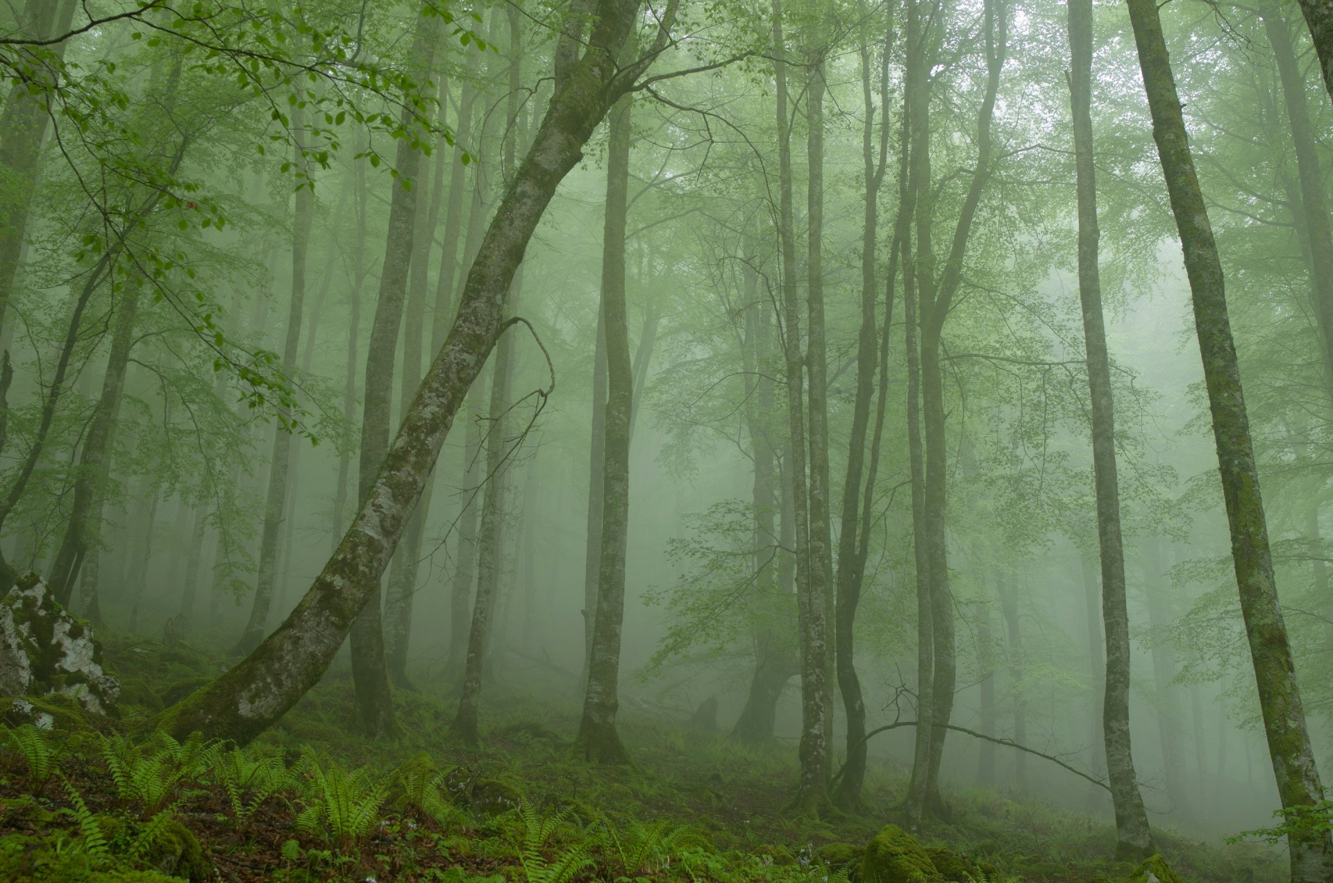 forest tree fog stone morning