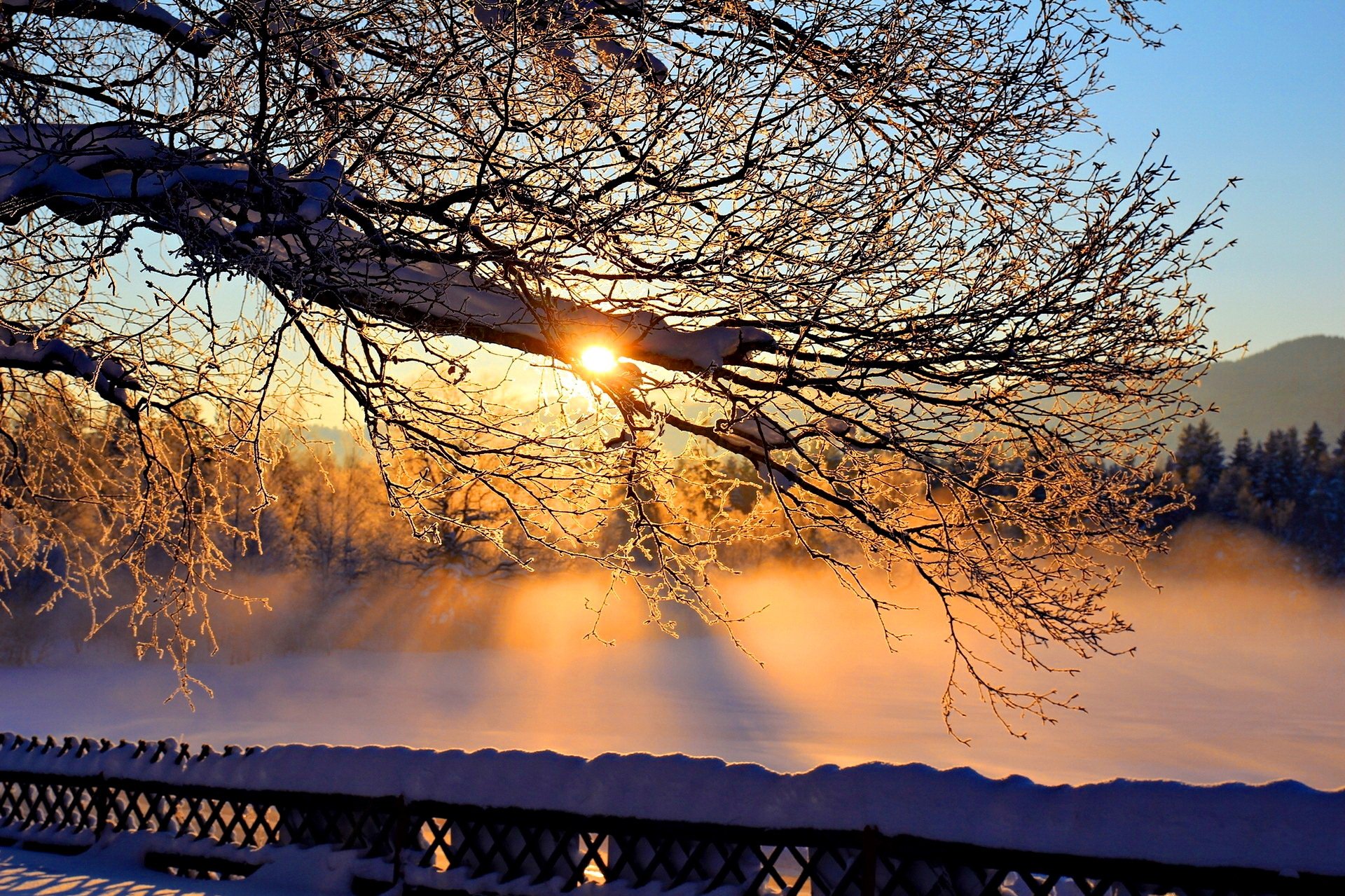 invierno nieve árbol ramas sol cielo