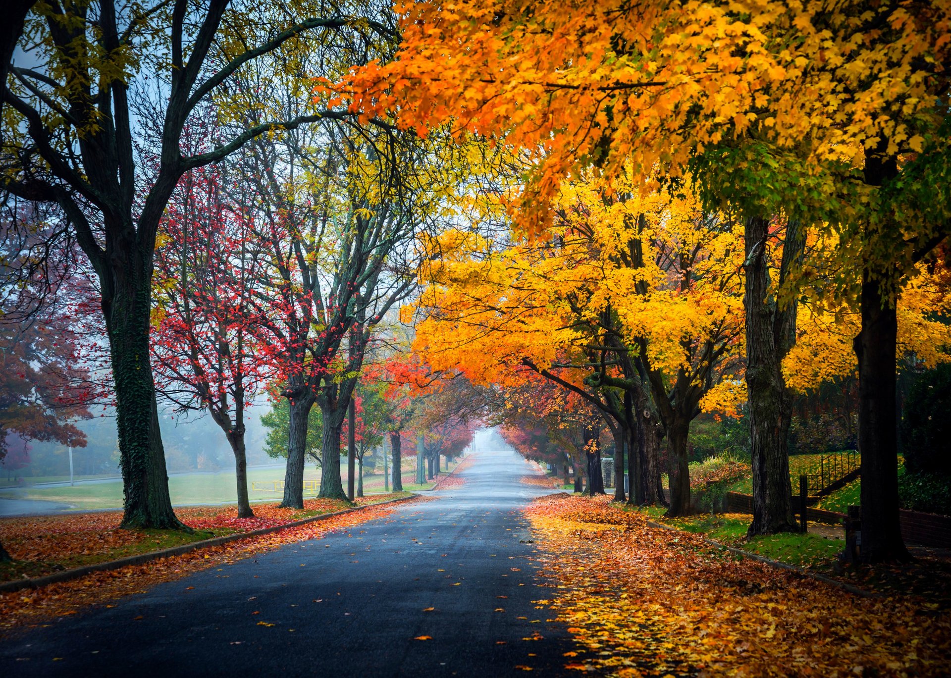 natur wald park bäume blätter bunt straße herbst herbst farben zu fuß