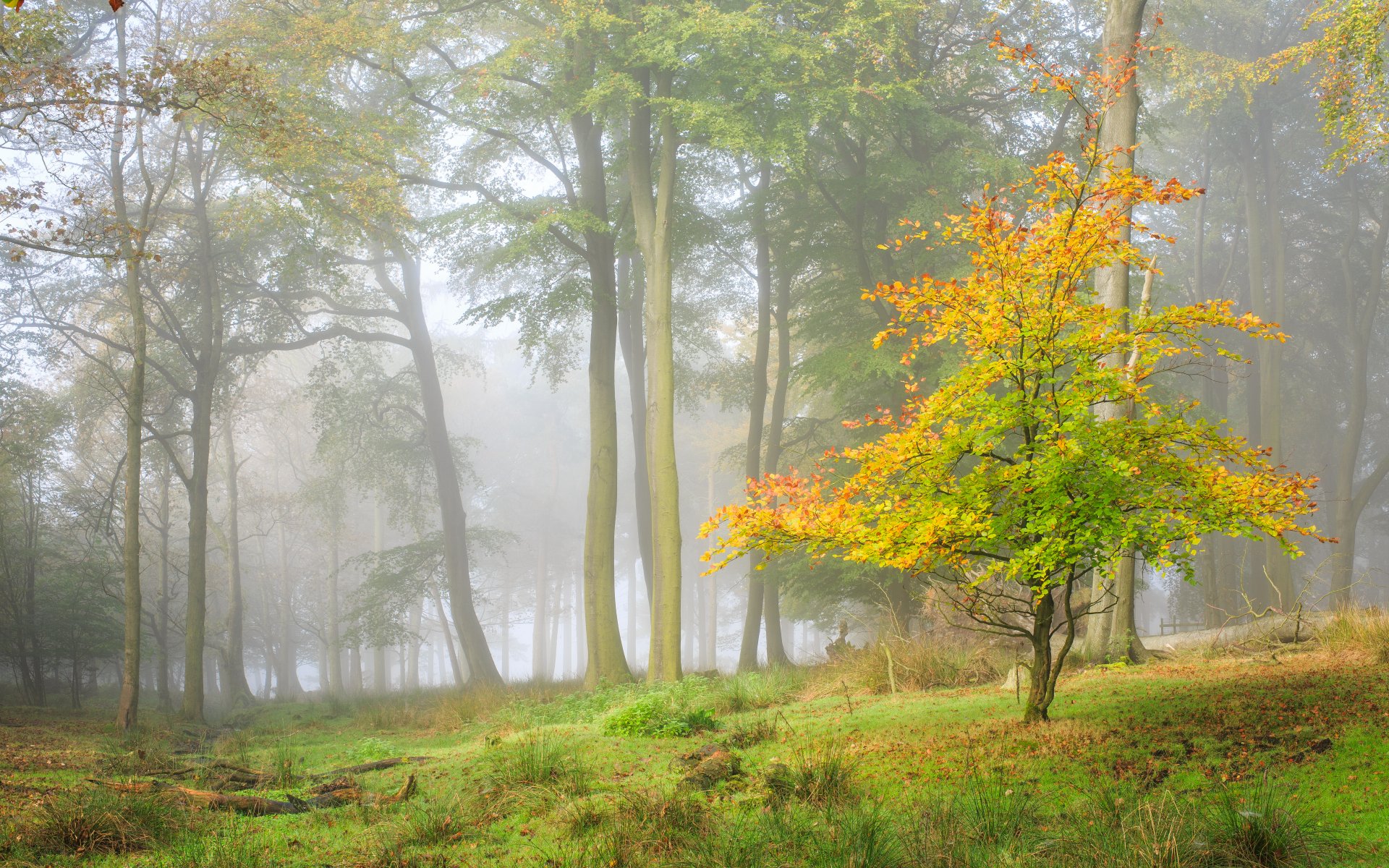 wald baum herbst