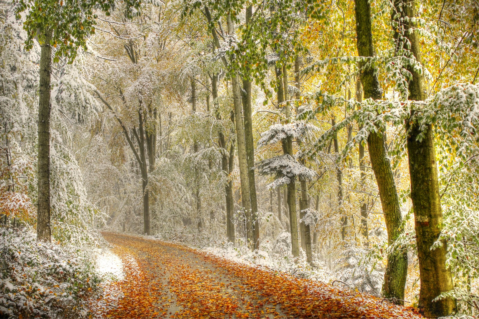 wald straße herbst blätter bäume schnee dunst