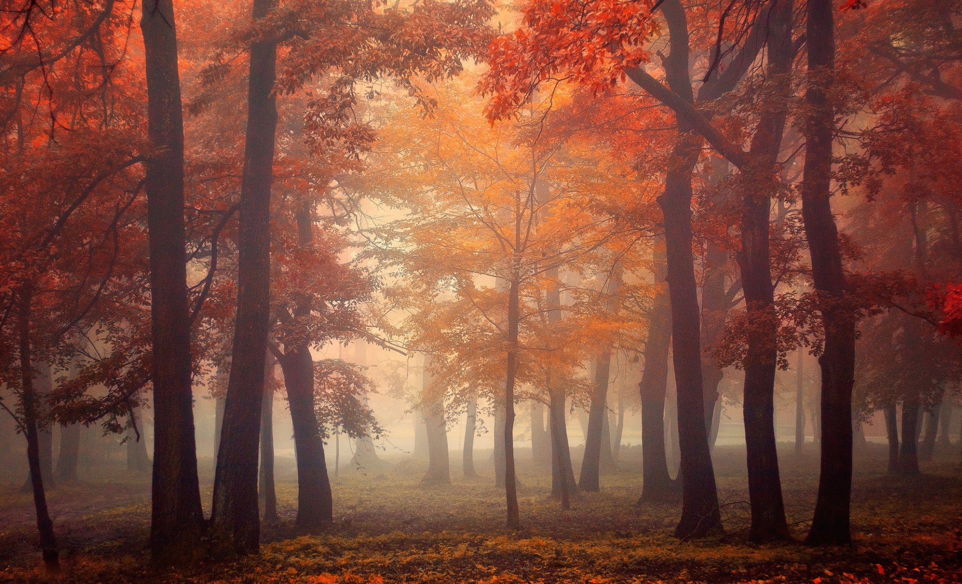 bosque árboles hojas luz otoño niebla