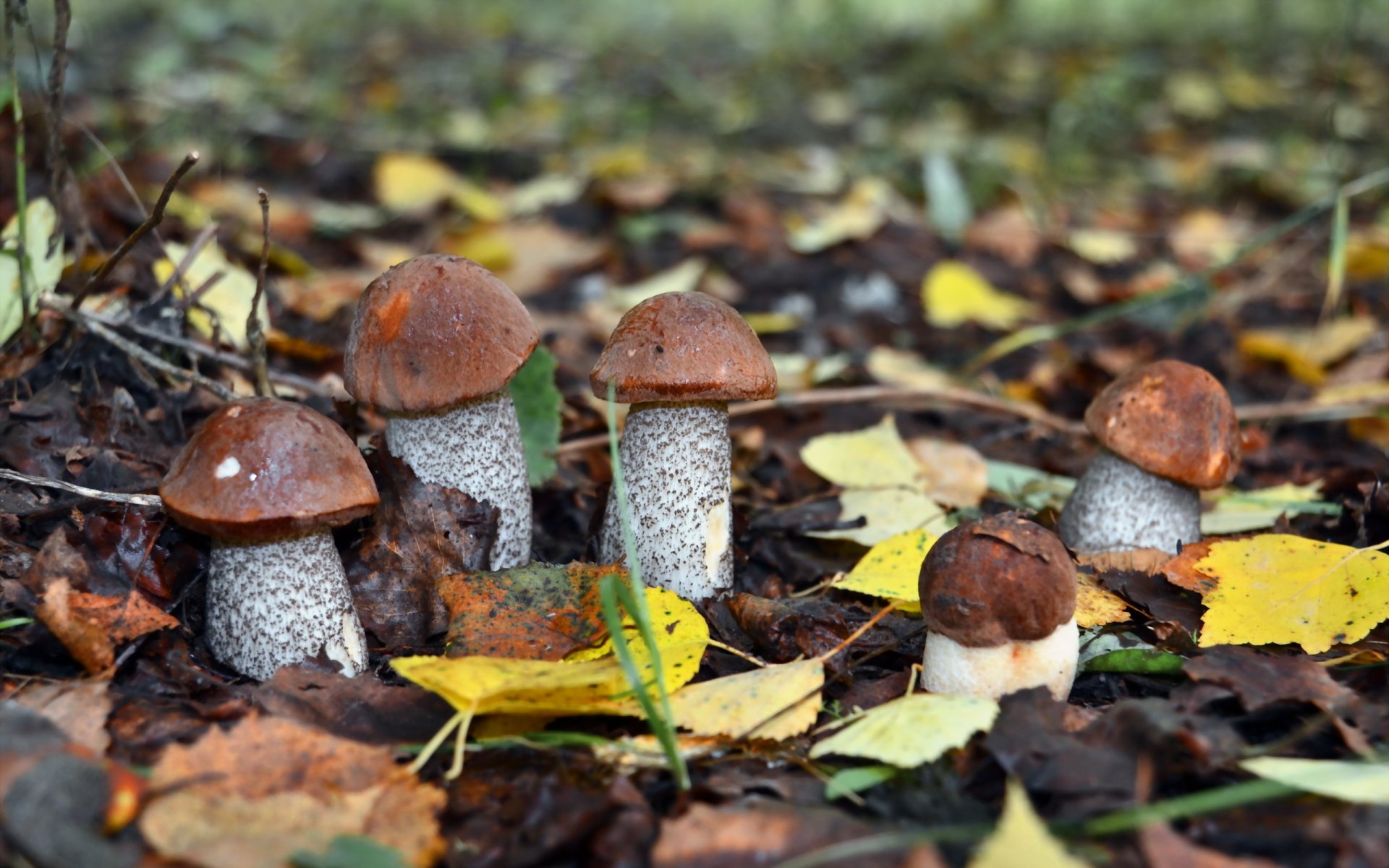 funghi autunno natura