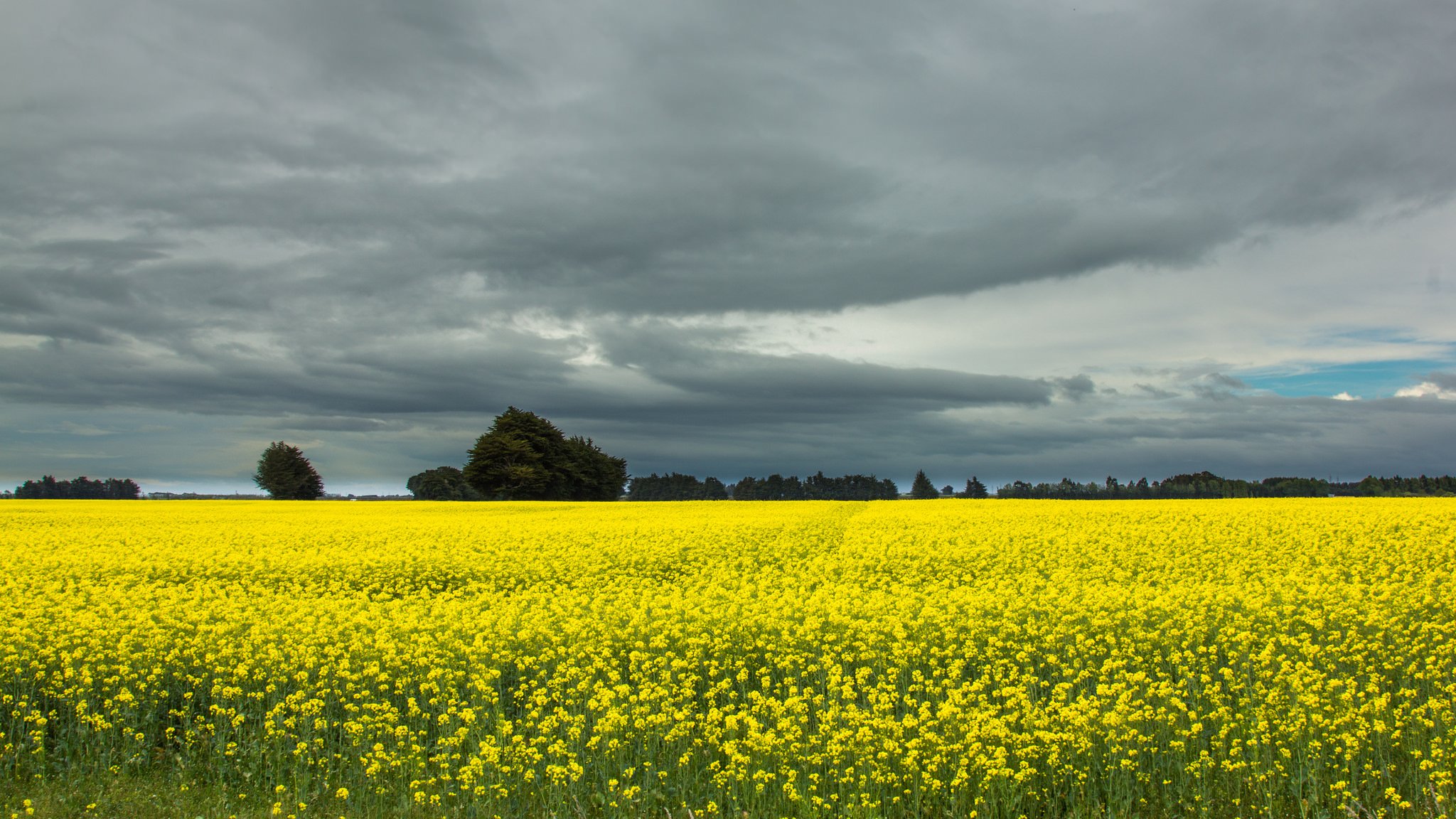 nueva zelanda campo violación árboles gris cielo nubes