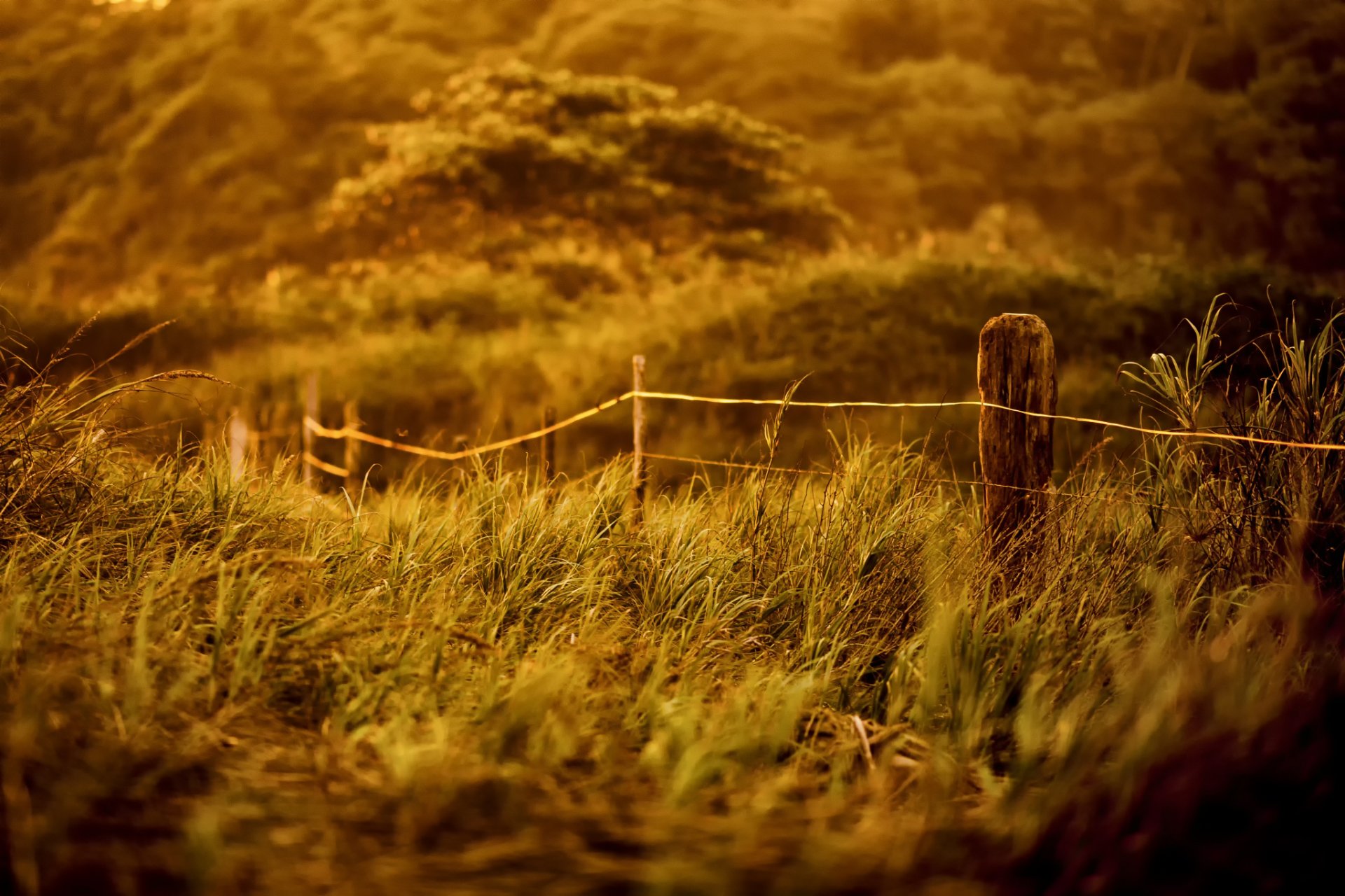 grass pillars fencing