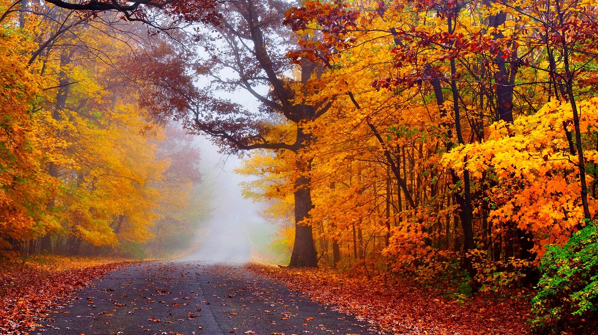 nature forêt parc arbres feuilles coloré route automne automne couleurs promenade