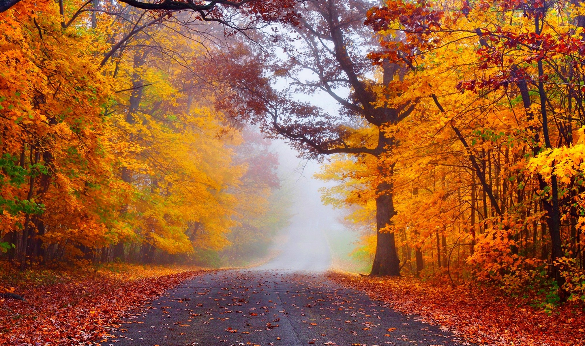 natur wald park bäume blätter bunt straße herbst herbst farben zu fuß