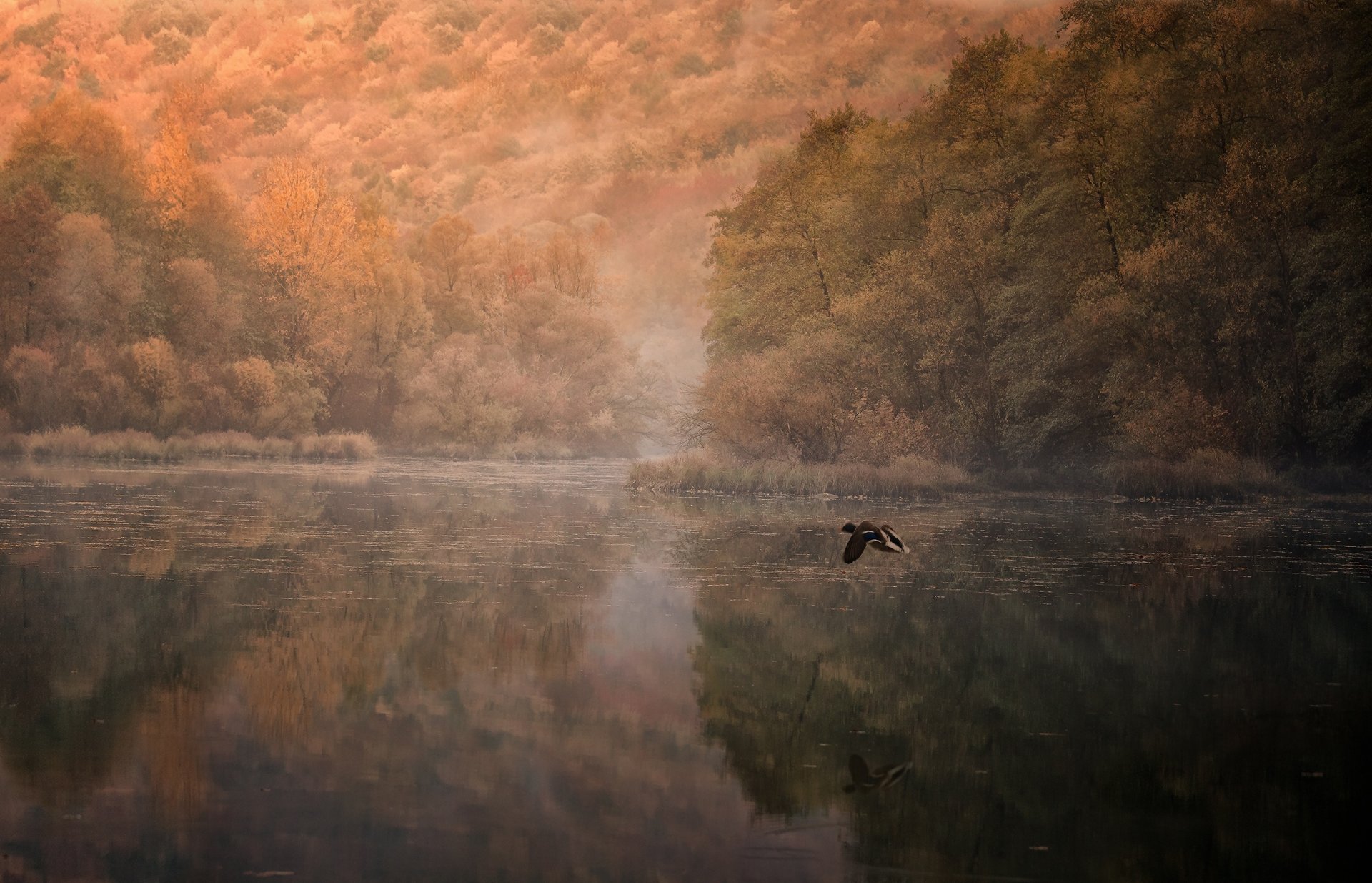 river duck reflection