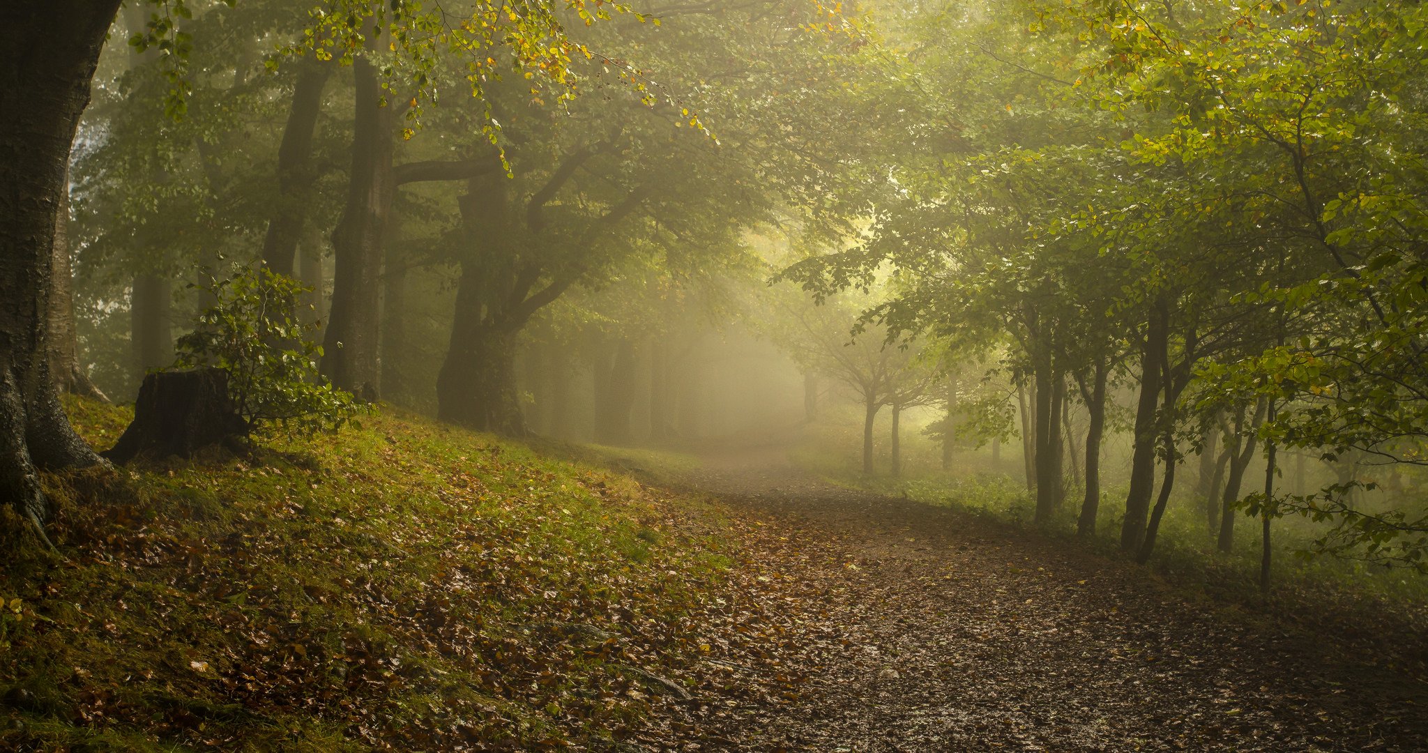 forest fog autumn