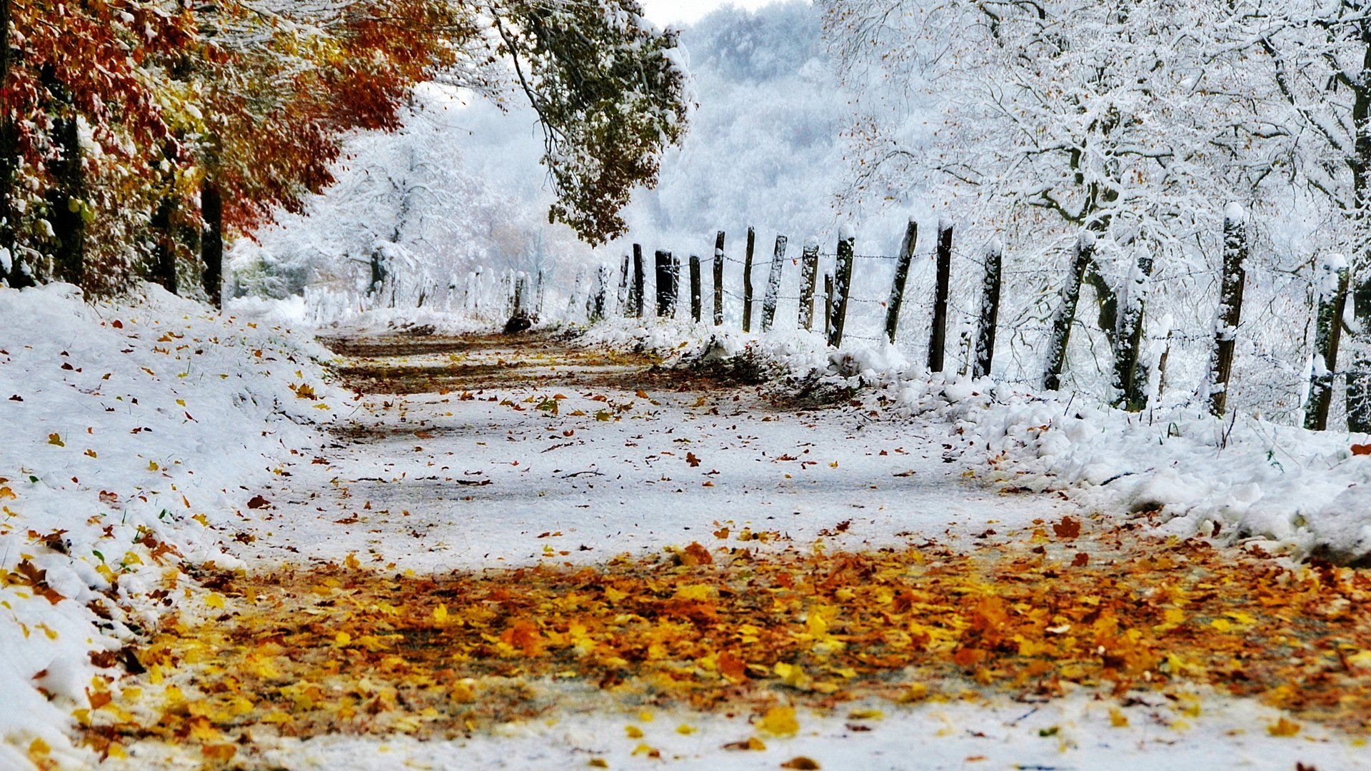 strada autunno foglie neve