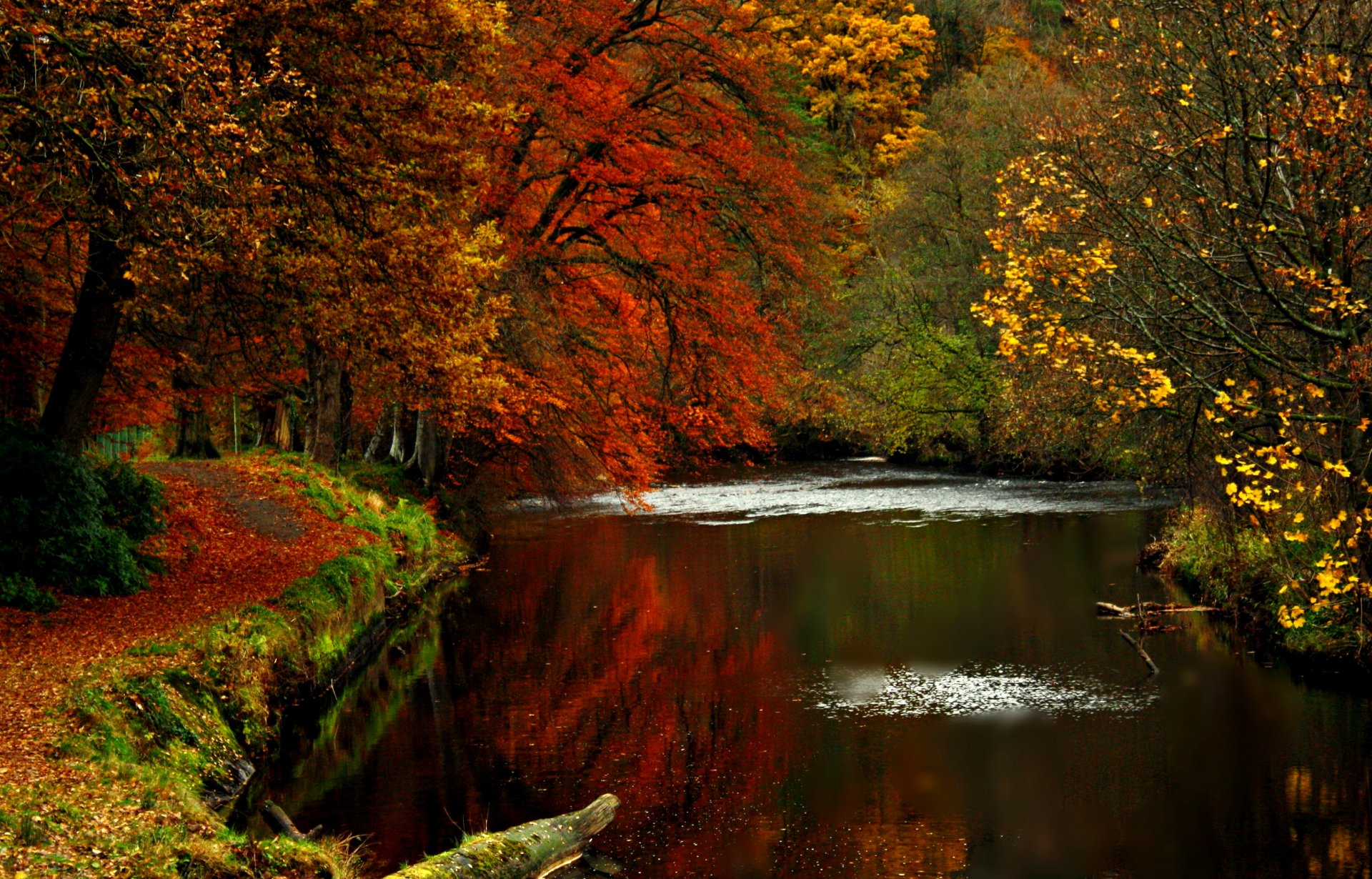 natura strada alberi autunno foglie acqua fiume