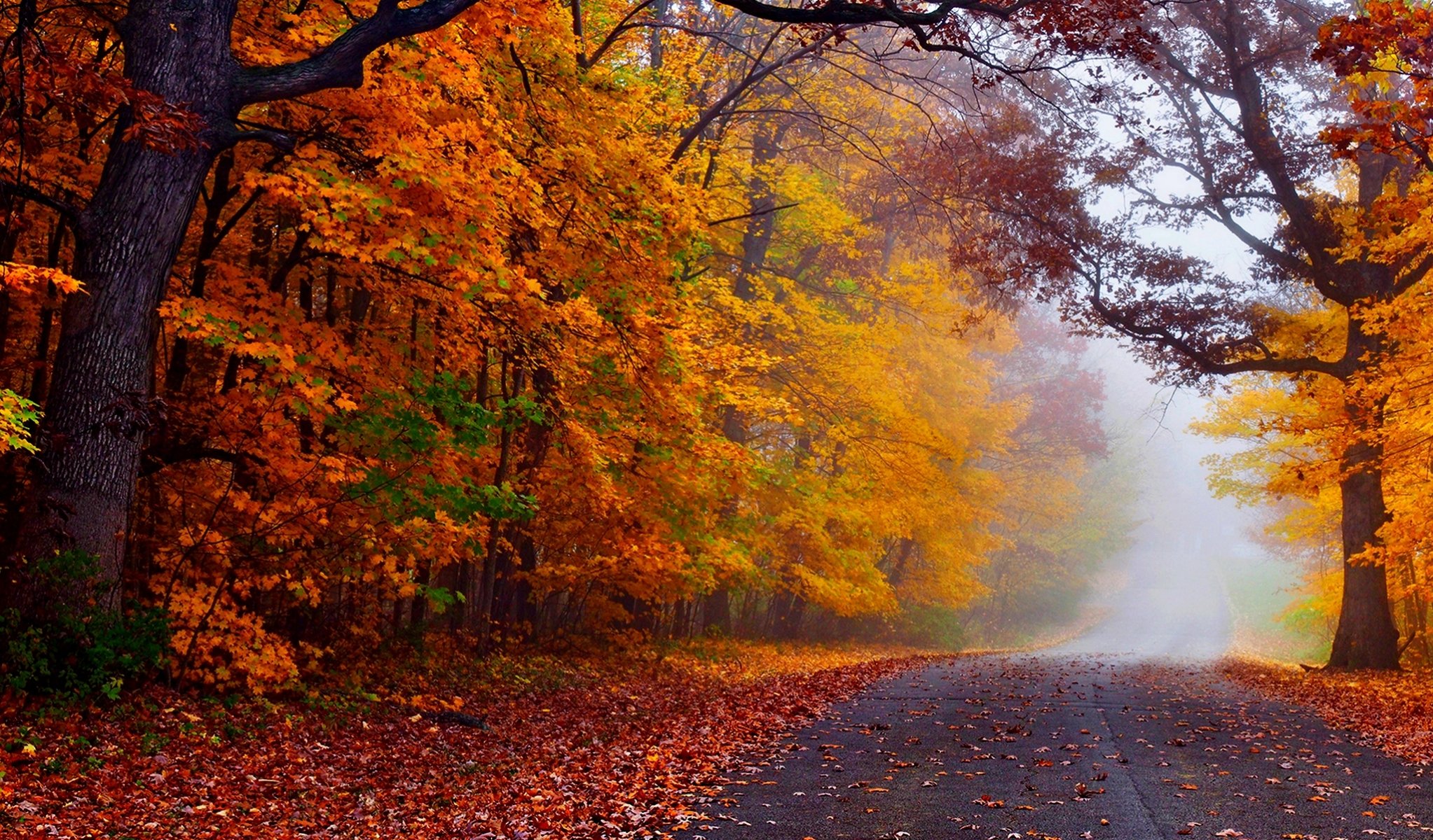 nature forêt parc arbres feuilles coloré route automne automne couleurs promenade