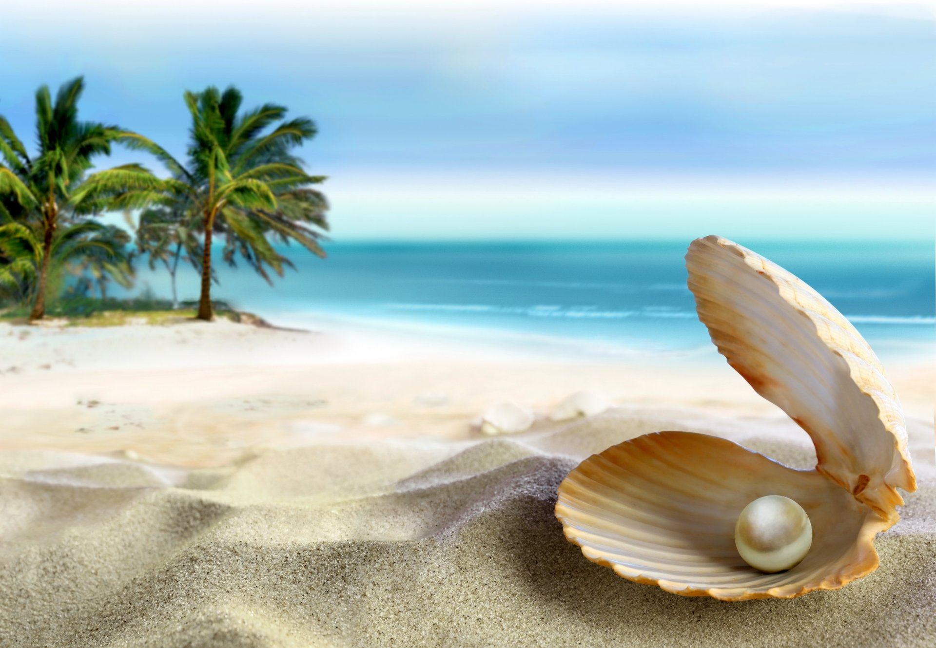 eashell tropical paradise beach coast sea blue emerald ocean palm summer sand perl tropics sun shell pearl