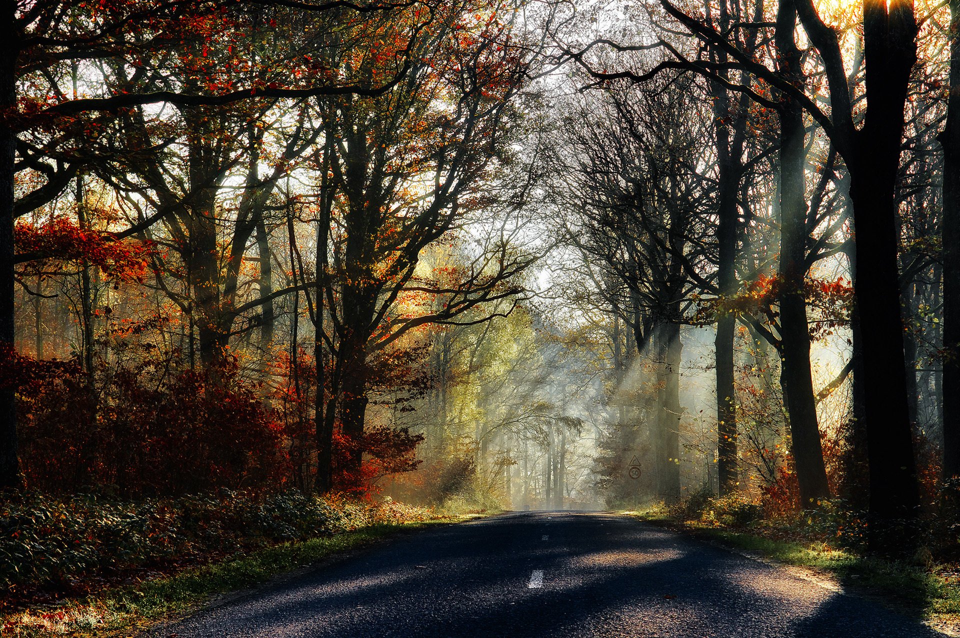 nature forêt parc arbres feuilles coloré route automne automne couleurs promenade