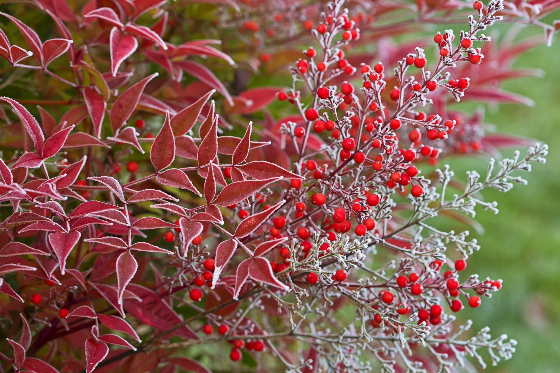 herbst frost blätter beeren makro