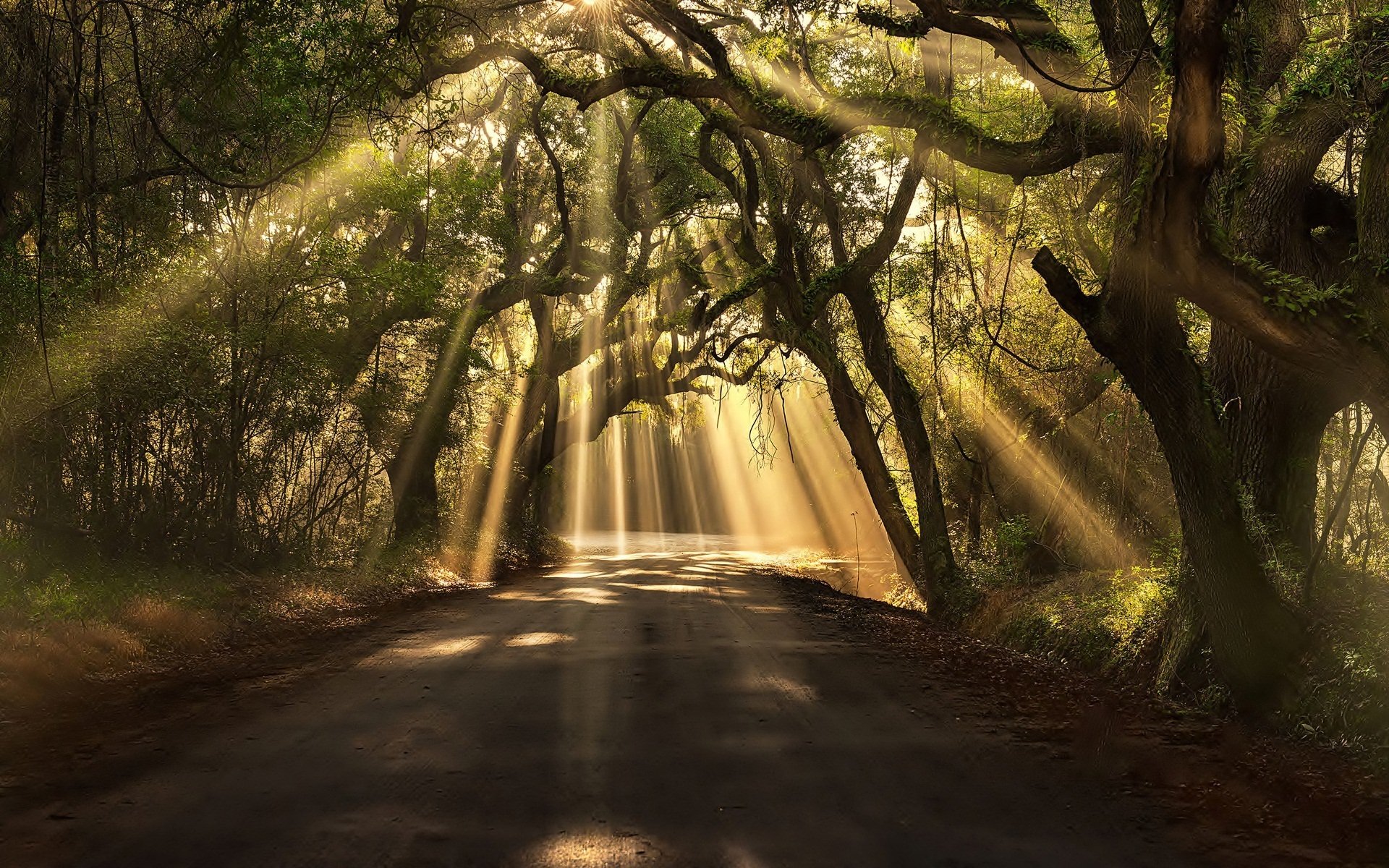 camino árboles follaje ramas luz rayos