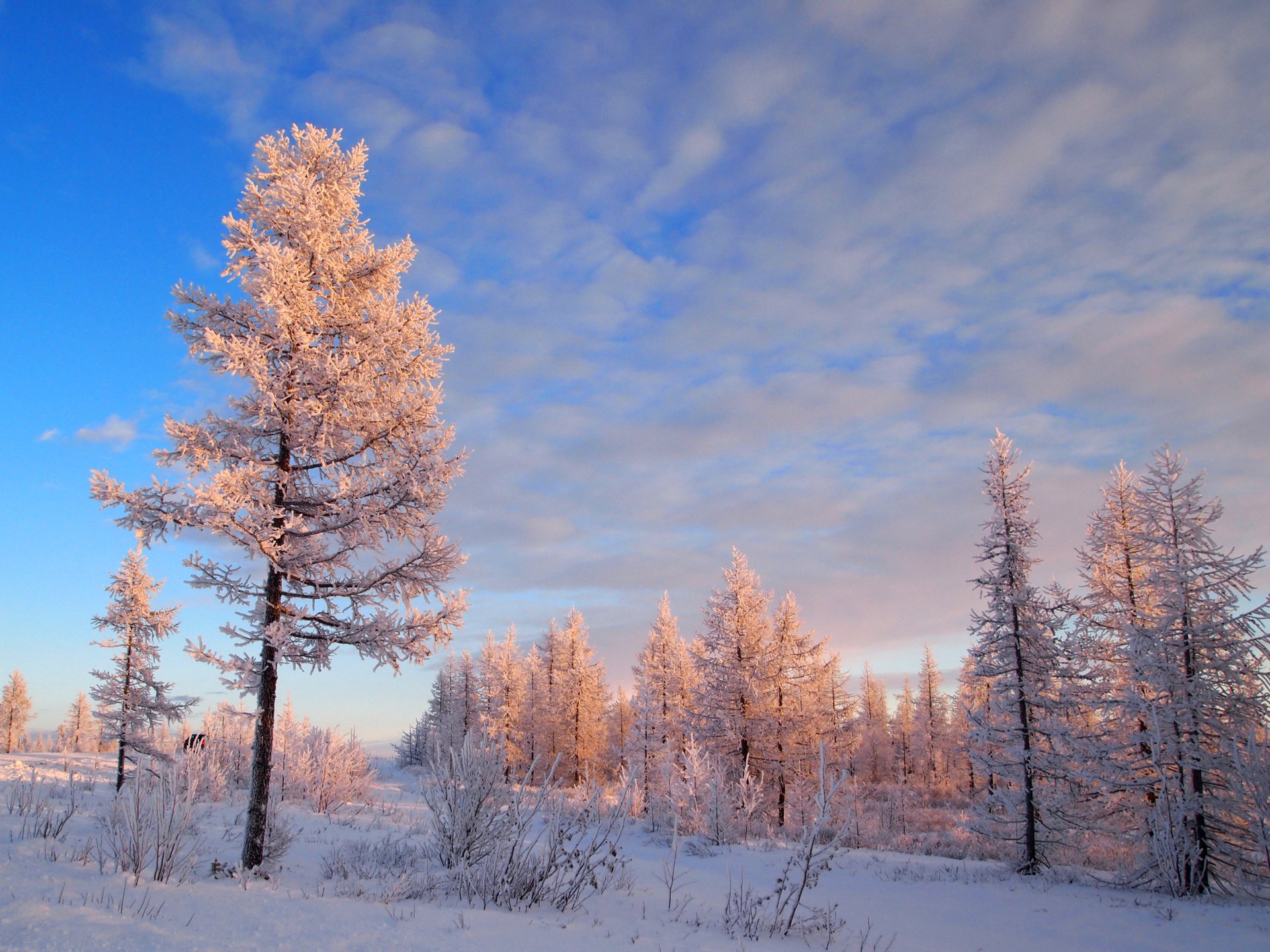 cielo alberi foresta pino inverno neve gelo gelo paesaggio