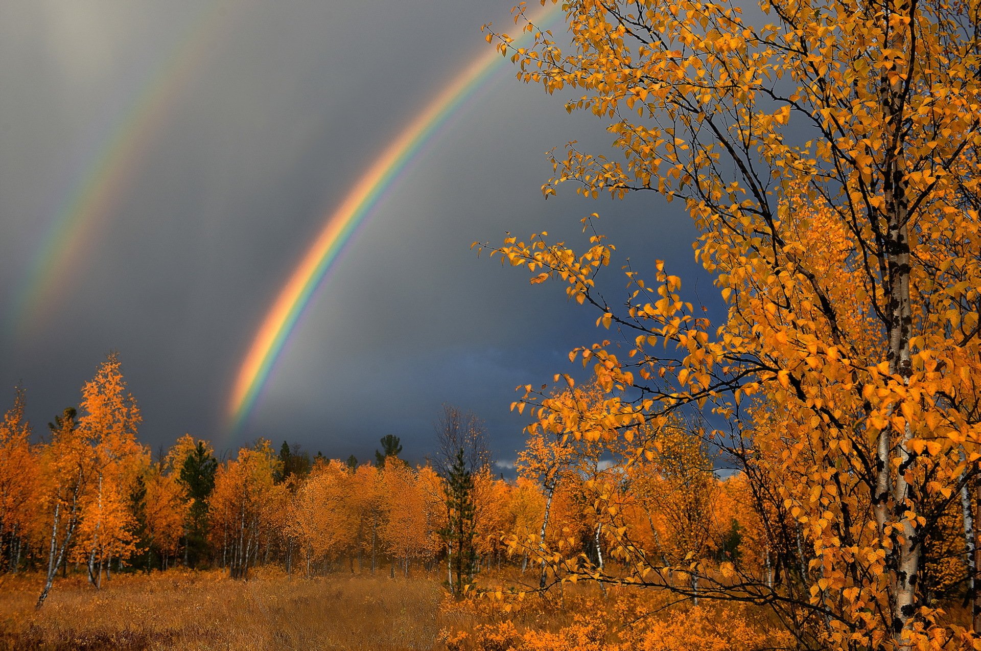 pluie feuilles automne nature