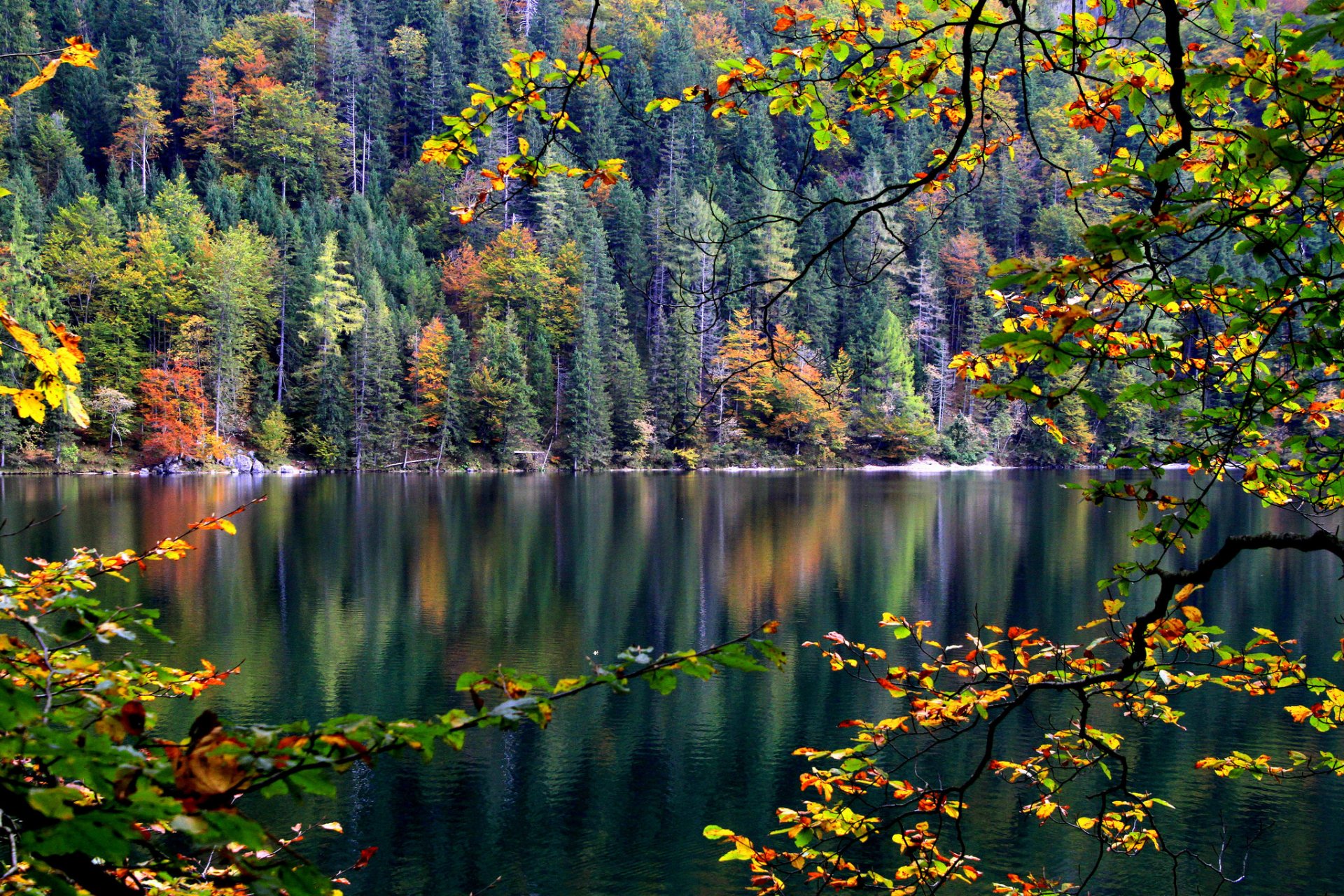 pendiente bosque árboles río otoño rama hojas