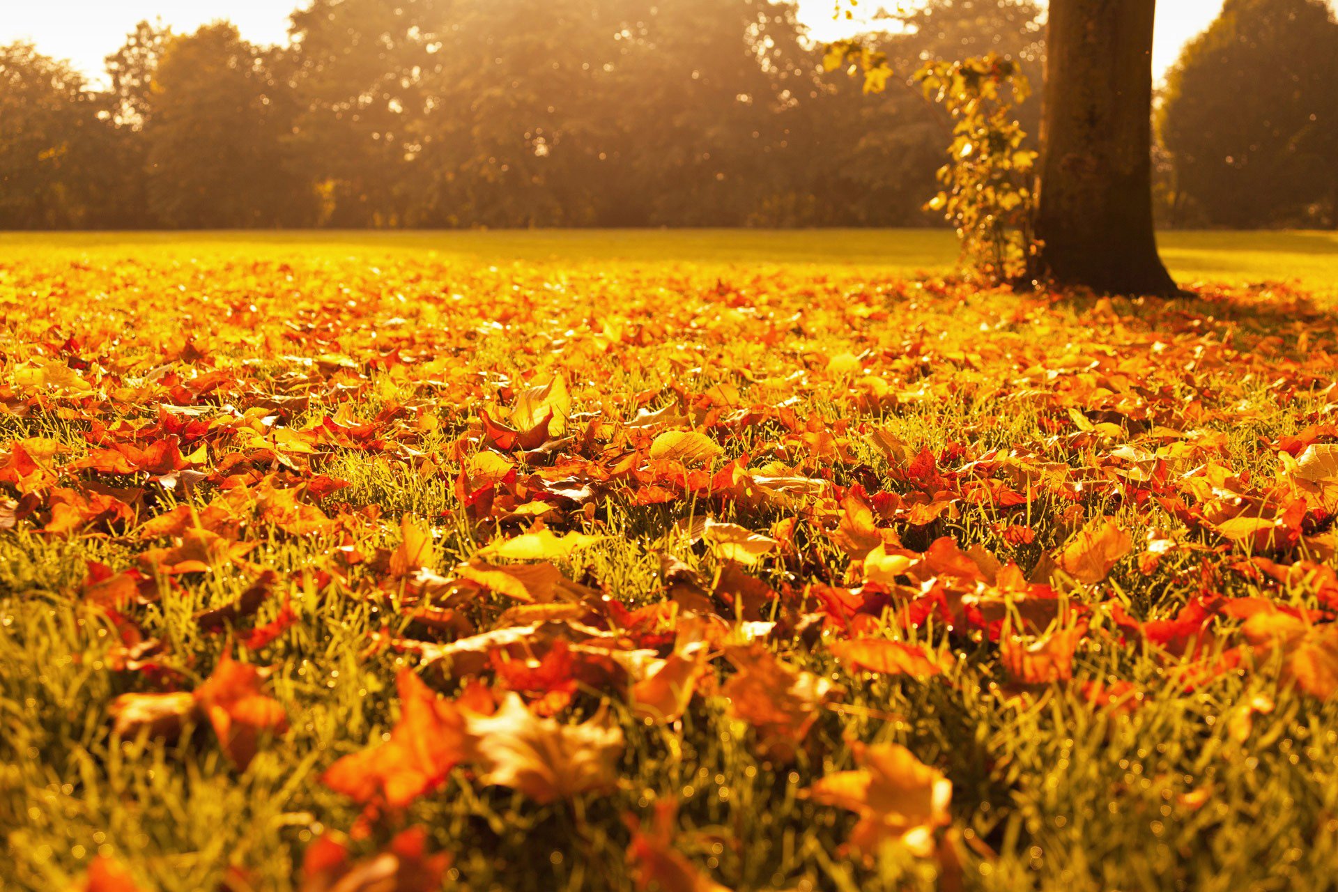 feuilles jaune orange feuillage herbe arbres lumière automne or nature gros plan