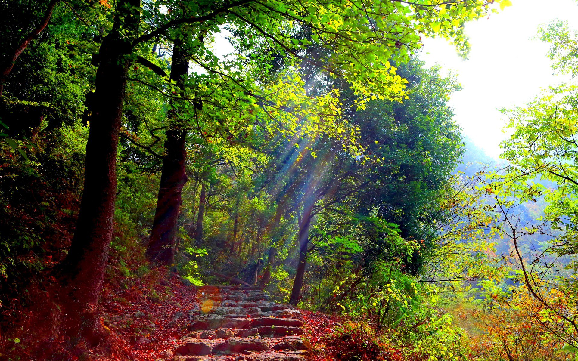 wald weg stufen grün licht strahlen