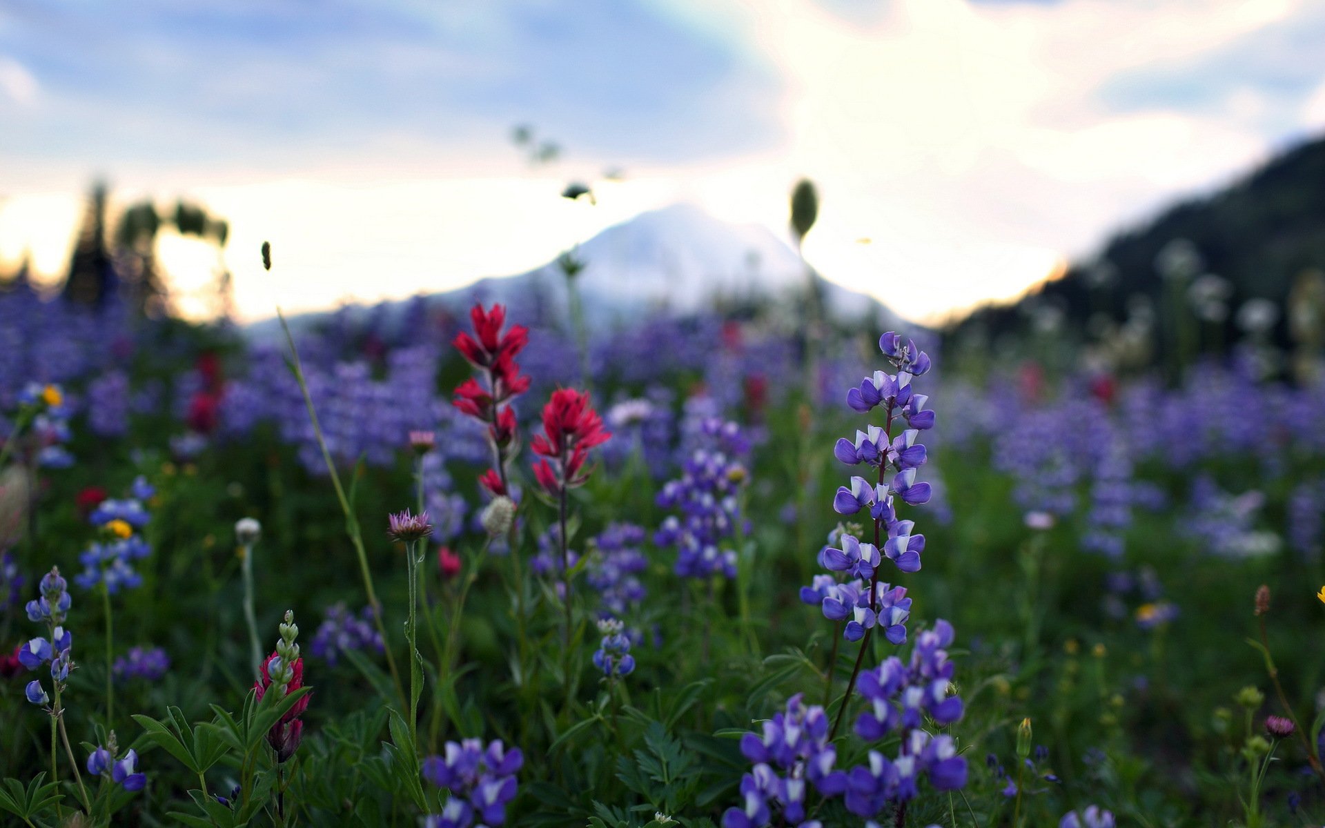 fleurs nature gros plan