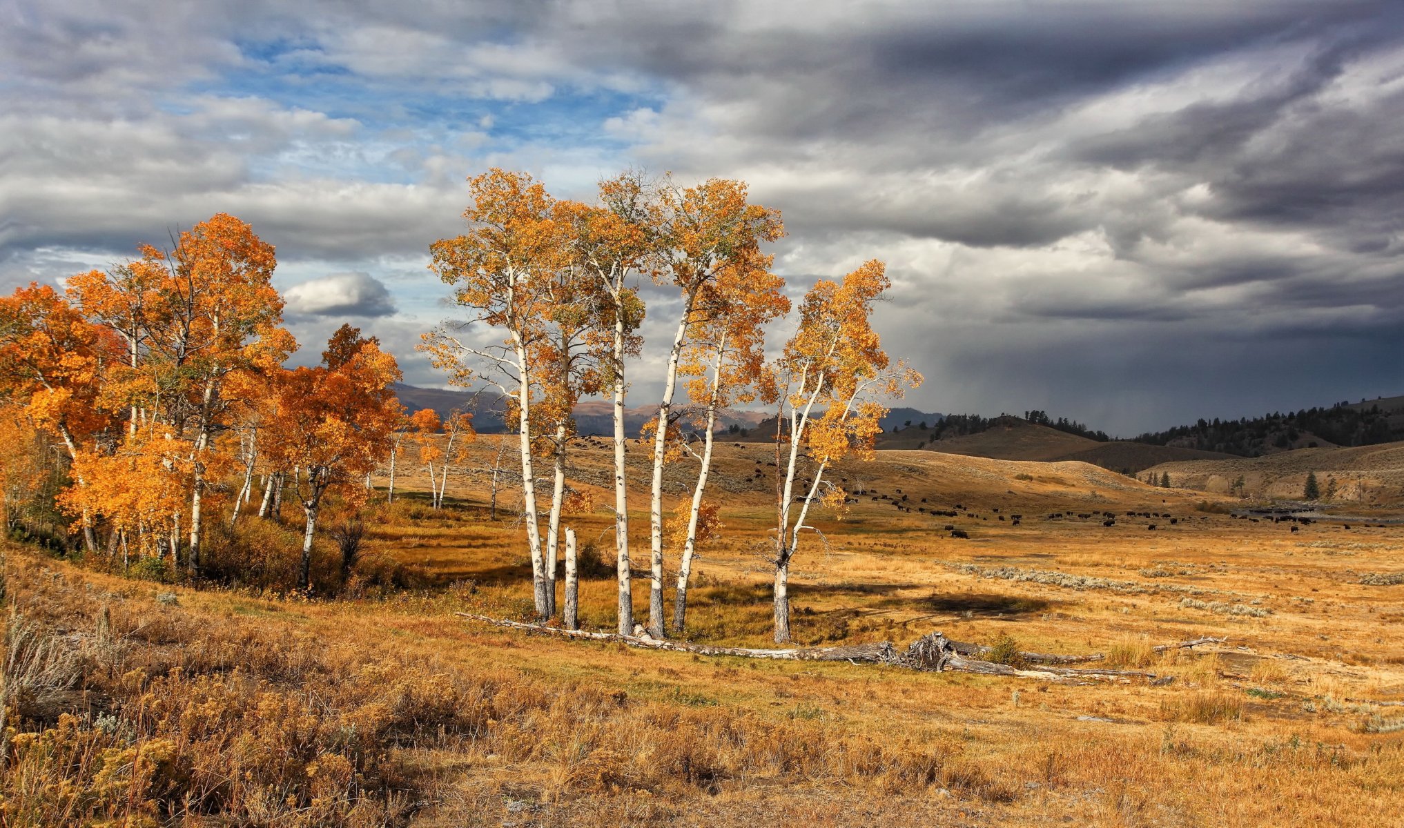 états-unis yellowstone parc national automne