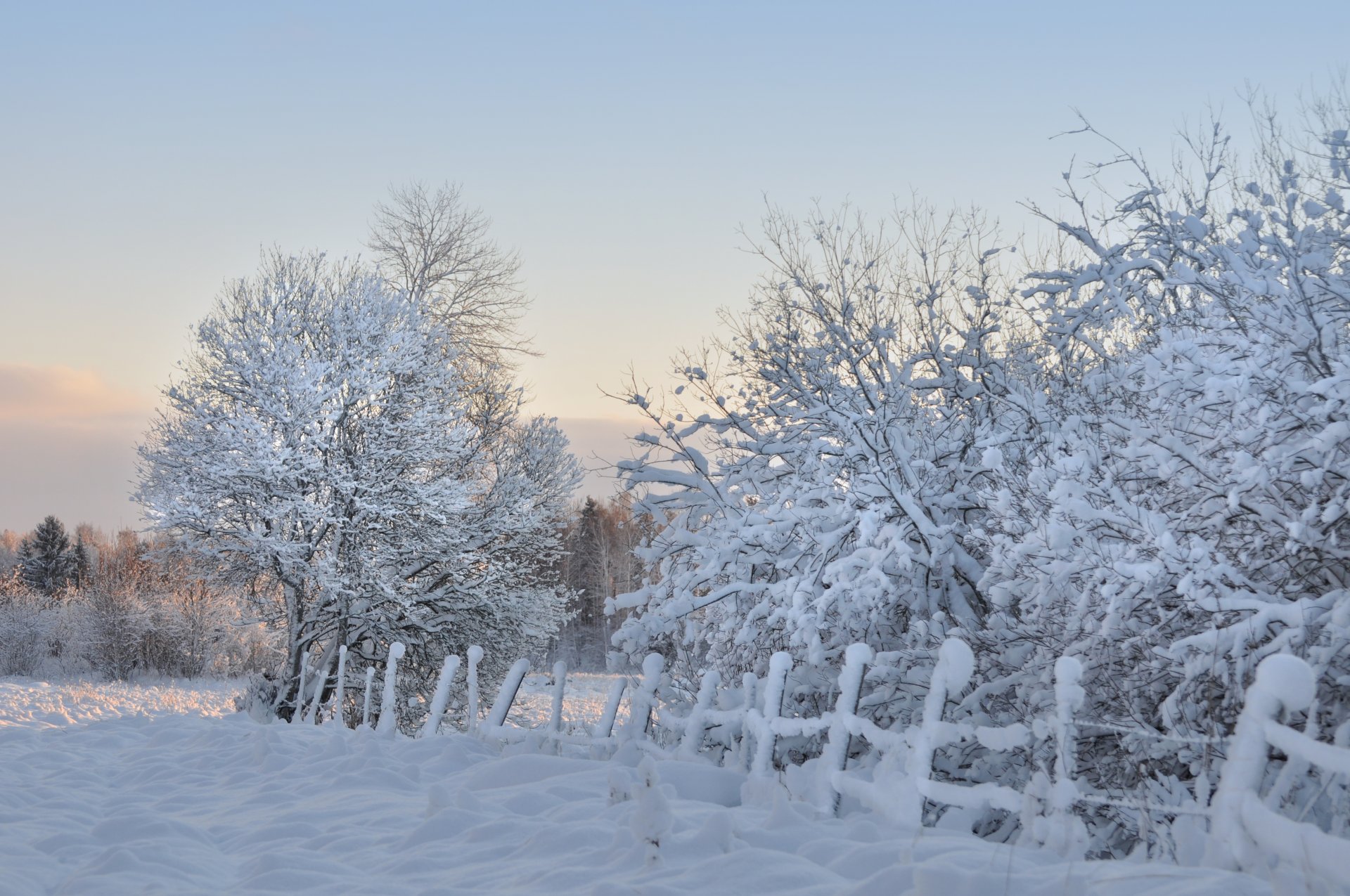 tree fence snow frost winter morning