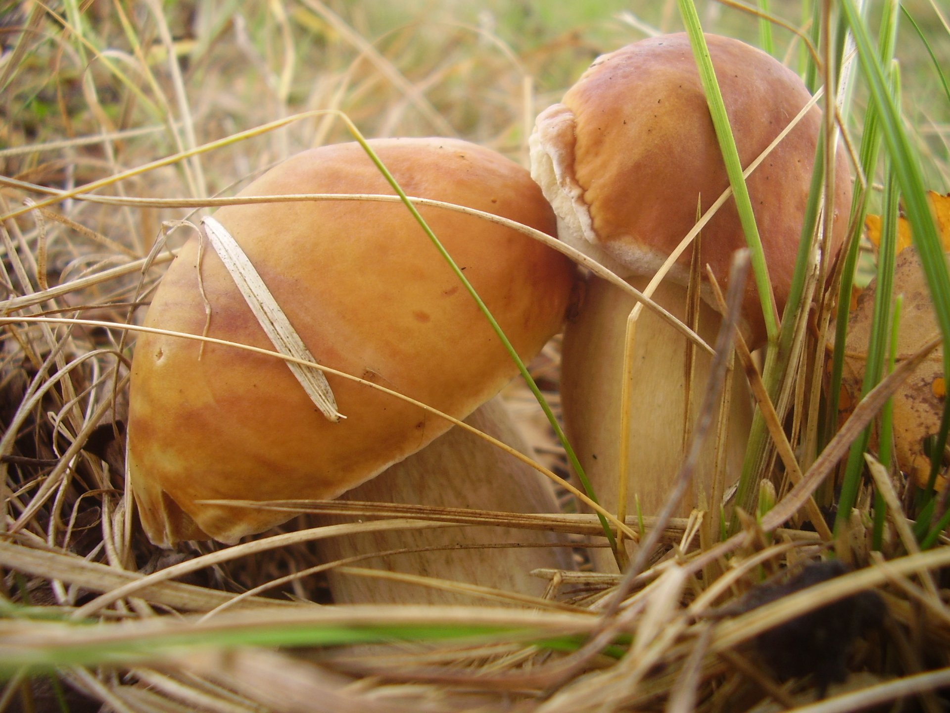 setas macro hierba otoño