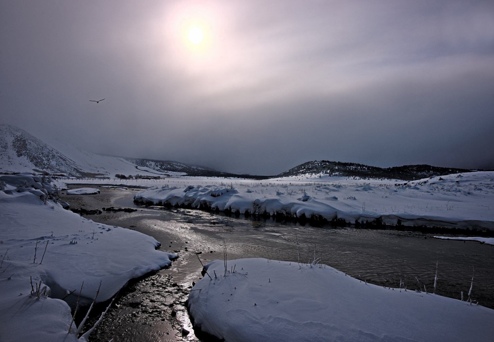 caldo creek vescovo california neve uccello