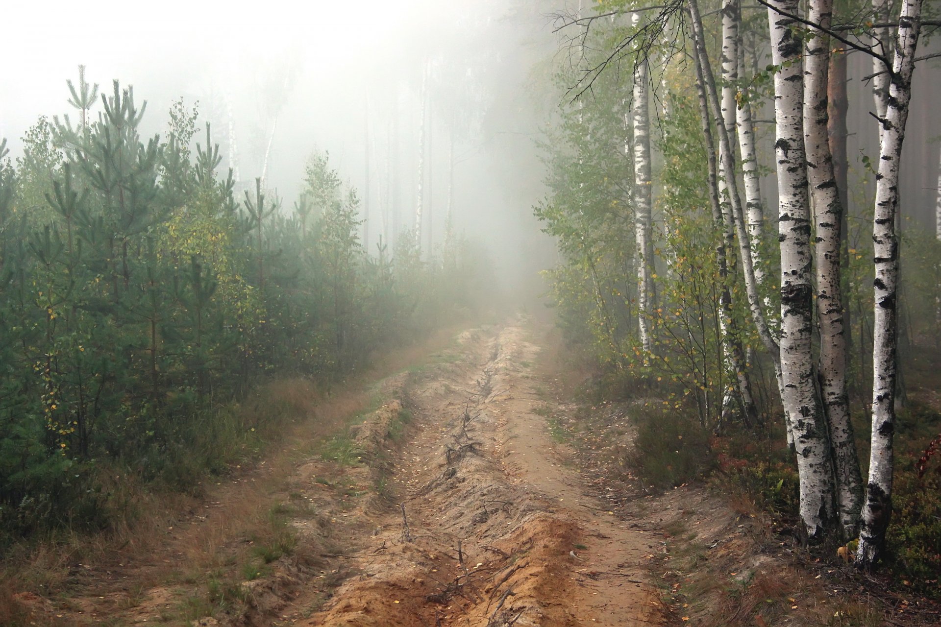 camino bosque pinos niebla mañana