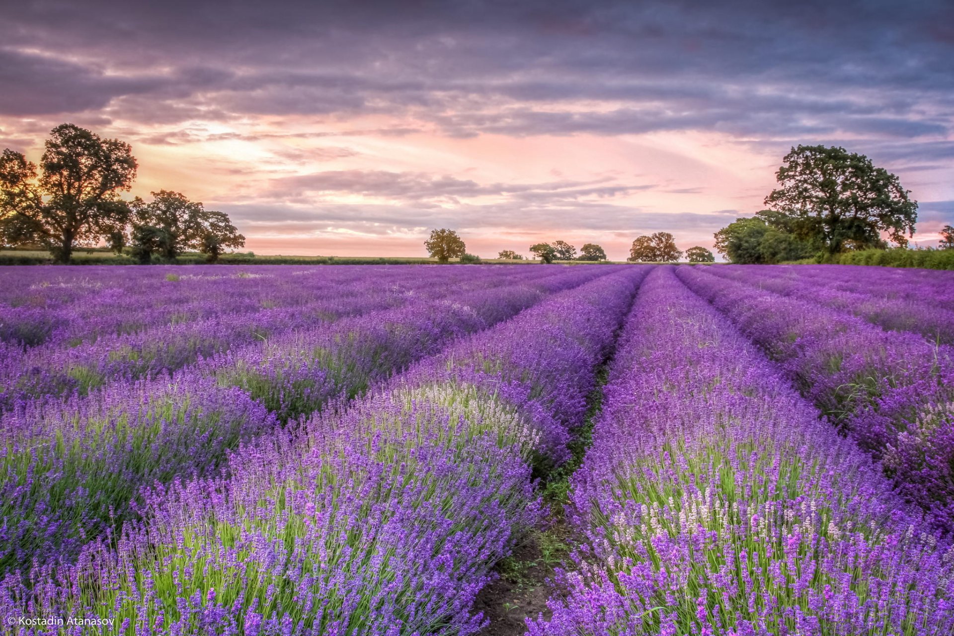 flores lavanda campo puesta de sol árboles