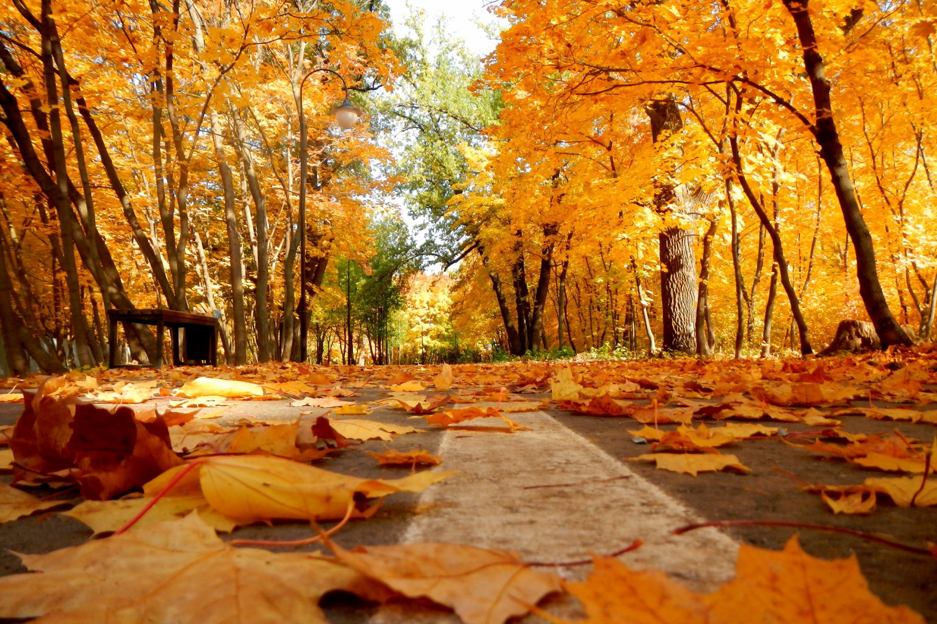 otoño parque hojas