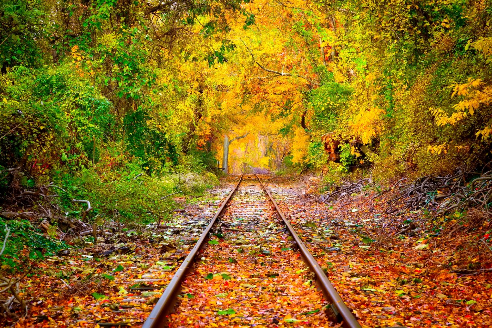 otoño bosque árboles follaje rieles