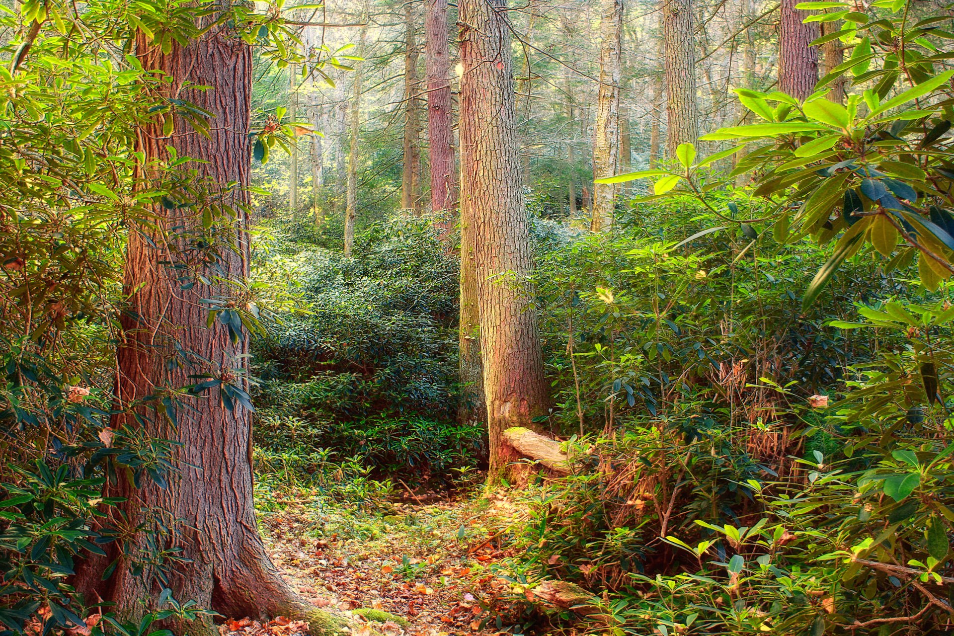 forest tree leaves thicket thicket