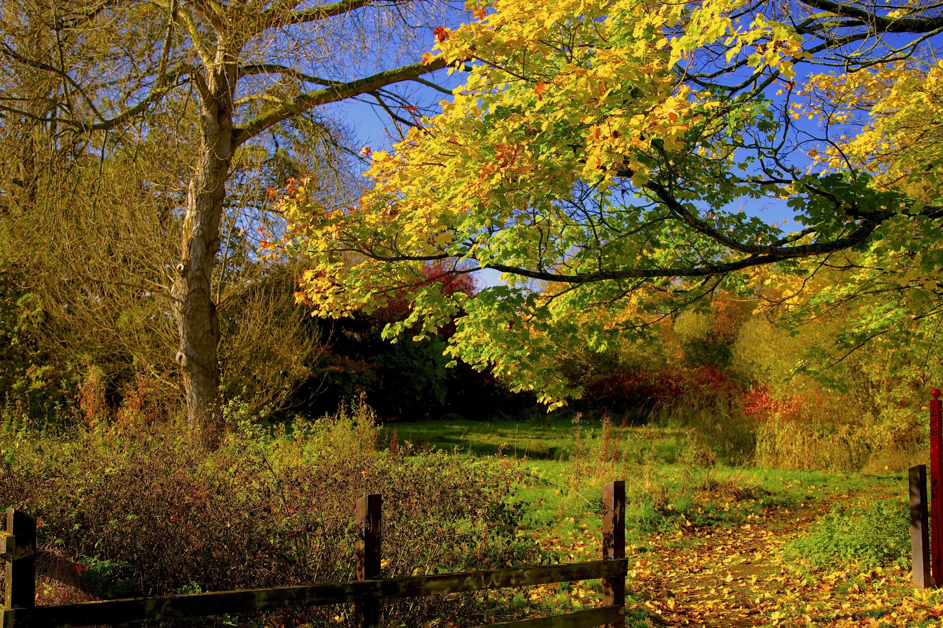 cielo cortile foresta recinzione alberi autunno foglie sentiero sentiero