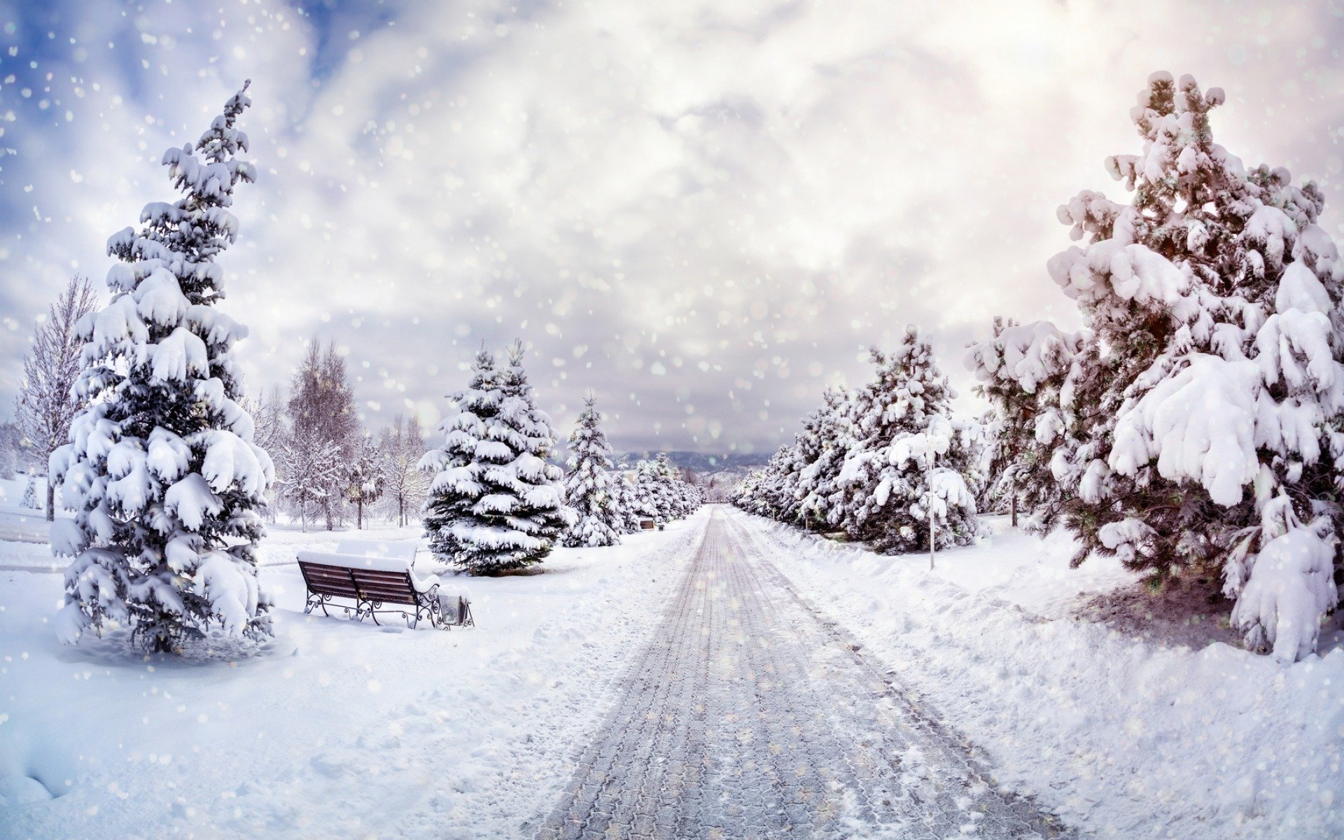 nature paysage arbres neige ciel hiver